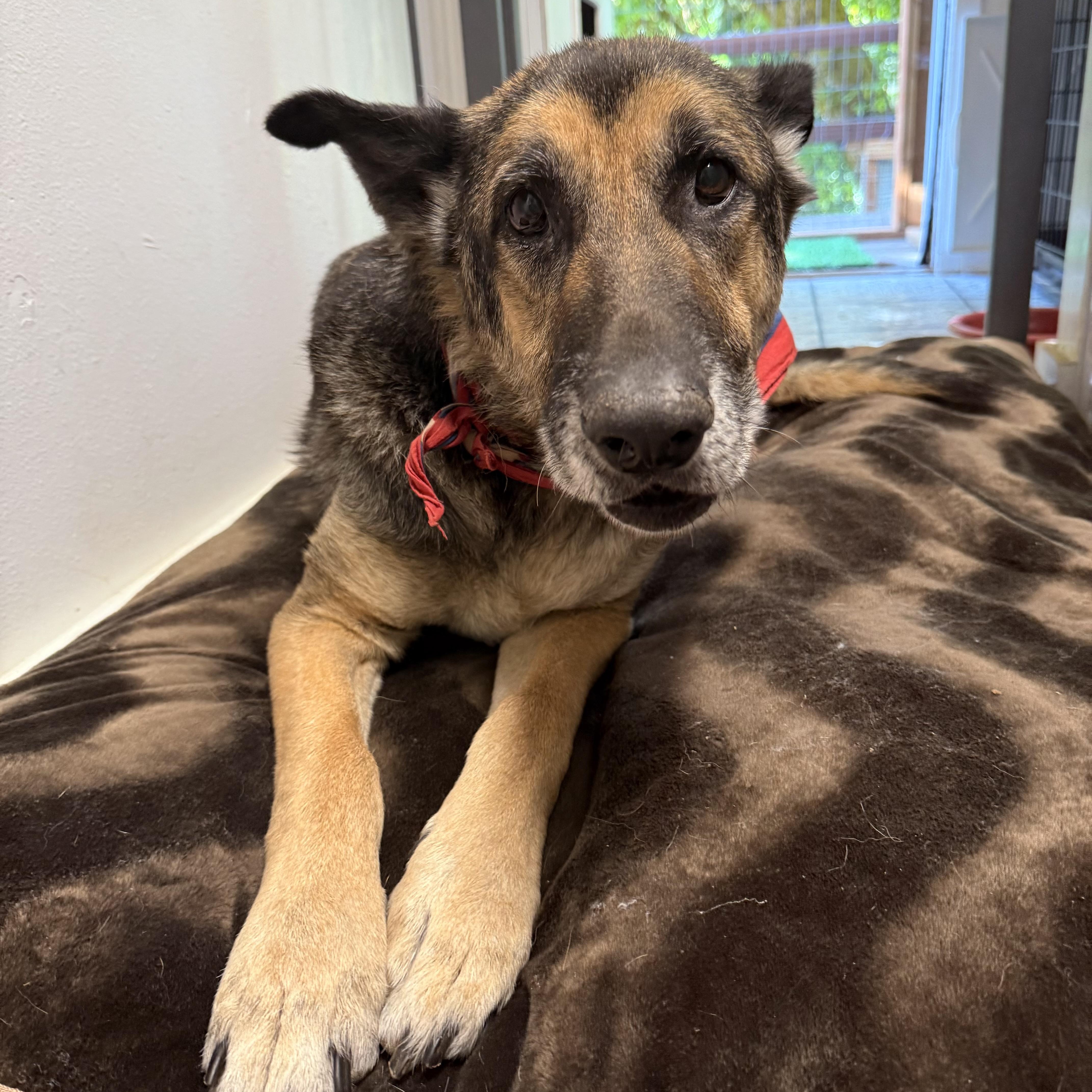 Einstein, an adoptable German Shepherd Dog in Otis, OR, 97368 | Photo Image 3