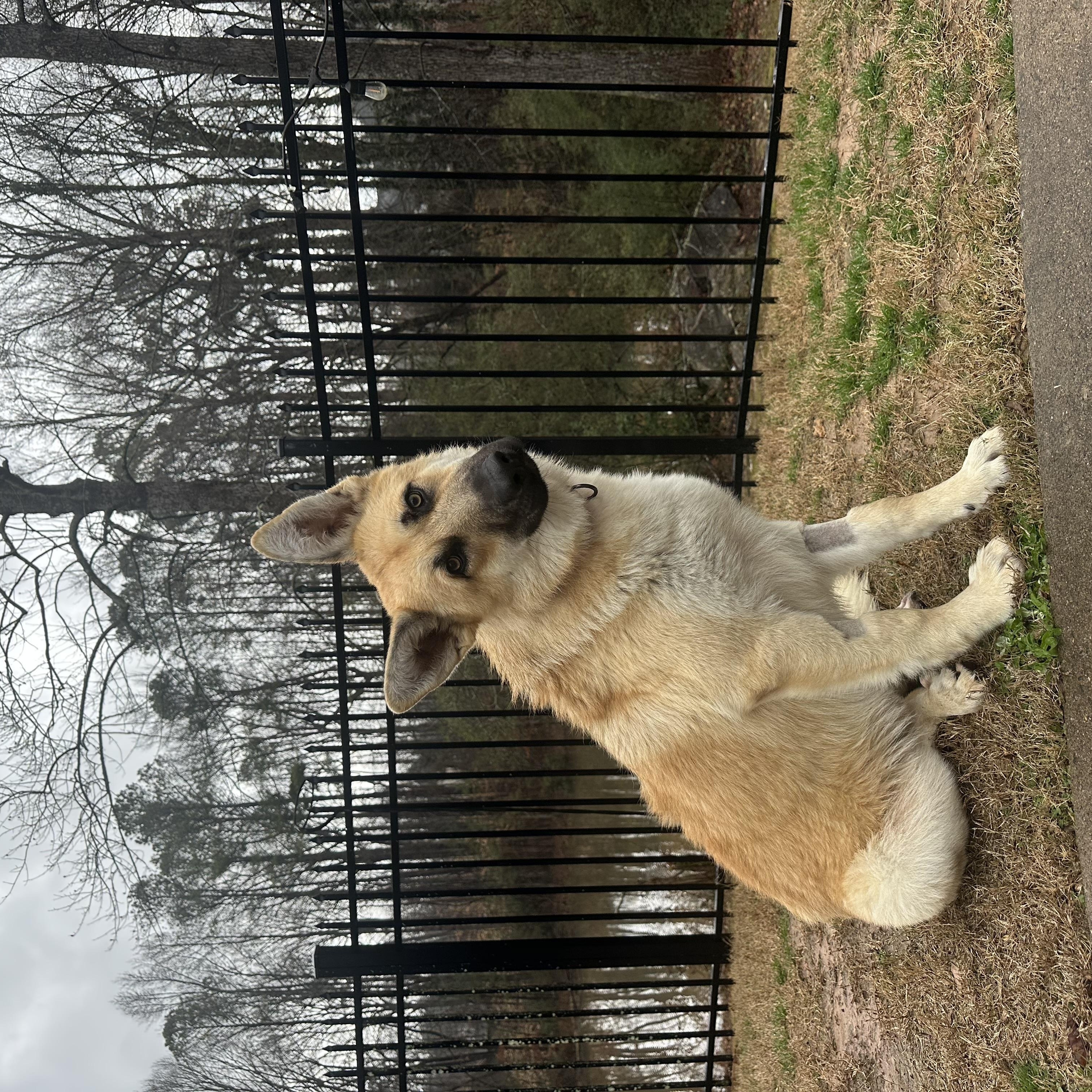 Enlarge Kane, an adopted mixed breed in Atlanta, GA image 2/5