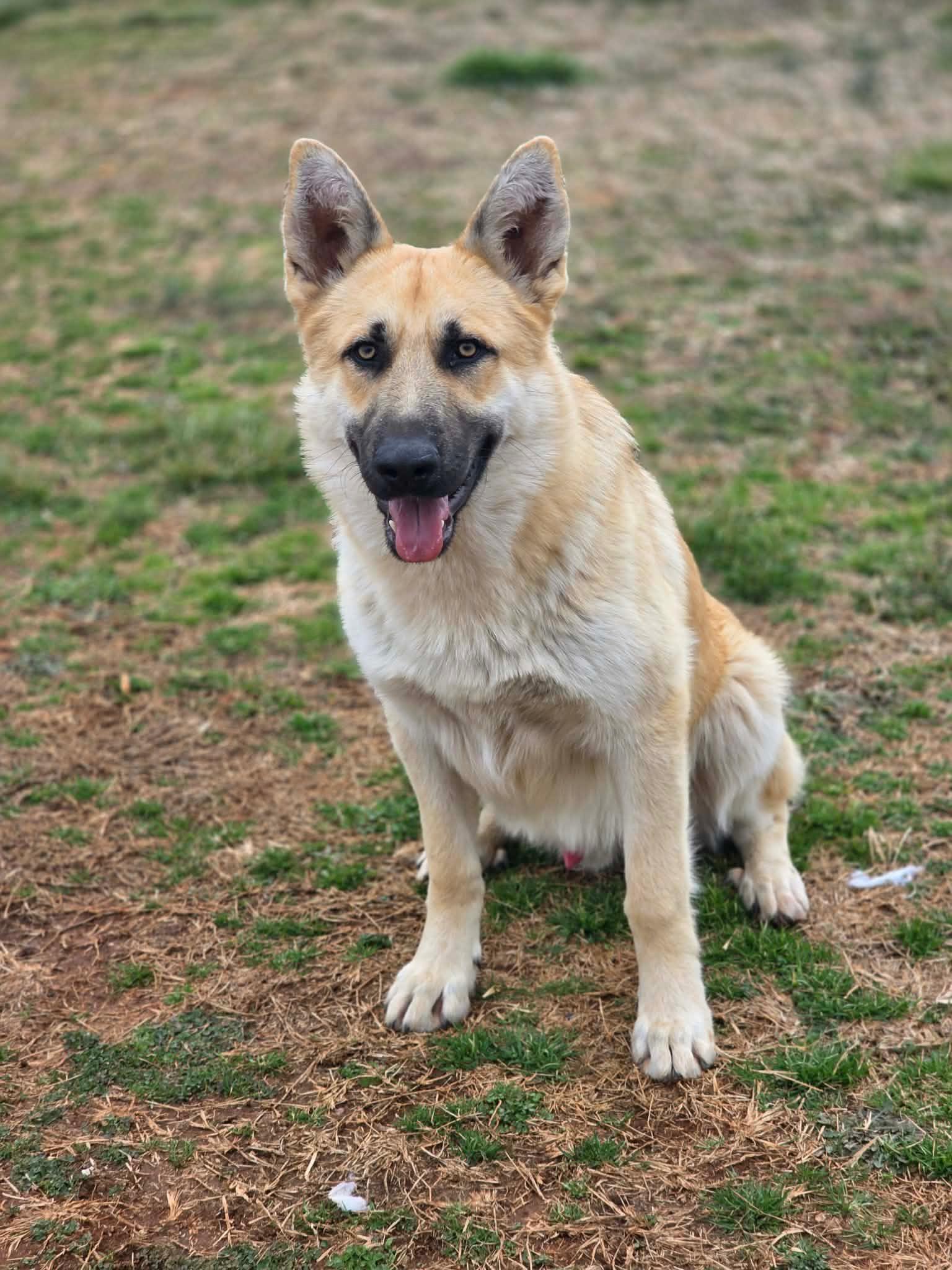 Enlarge Kane, an adopted mixed breed in Atlanta, GA image 1/5