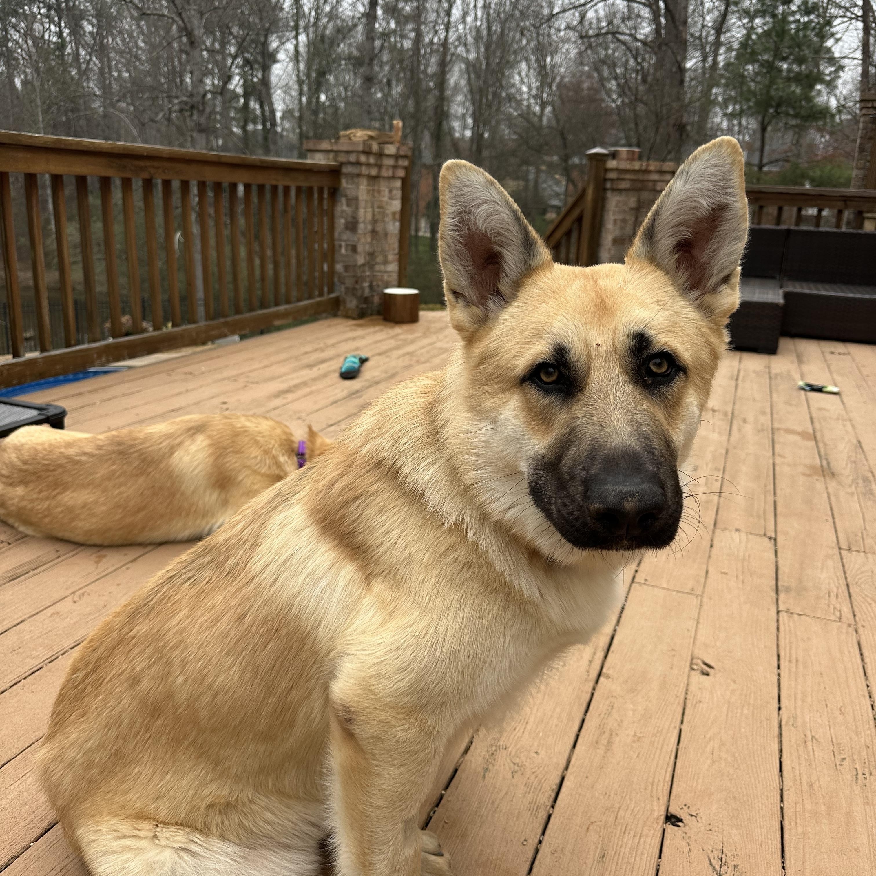 Enlarge Kane, an adopted mixed breed in Atlanta, GA image 4/5