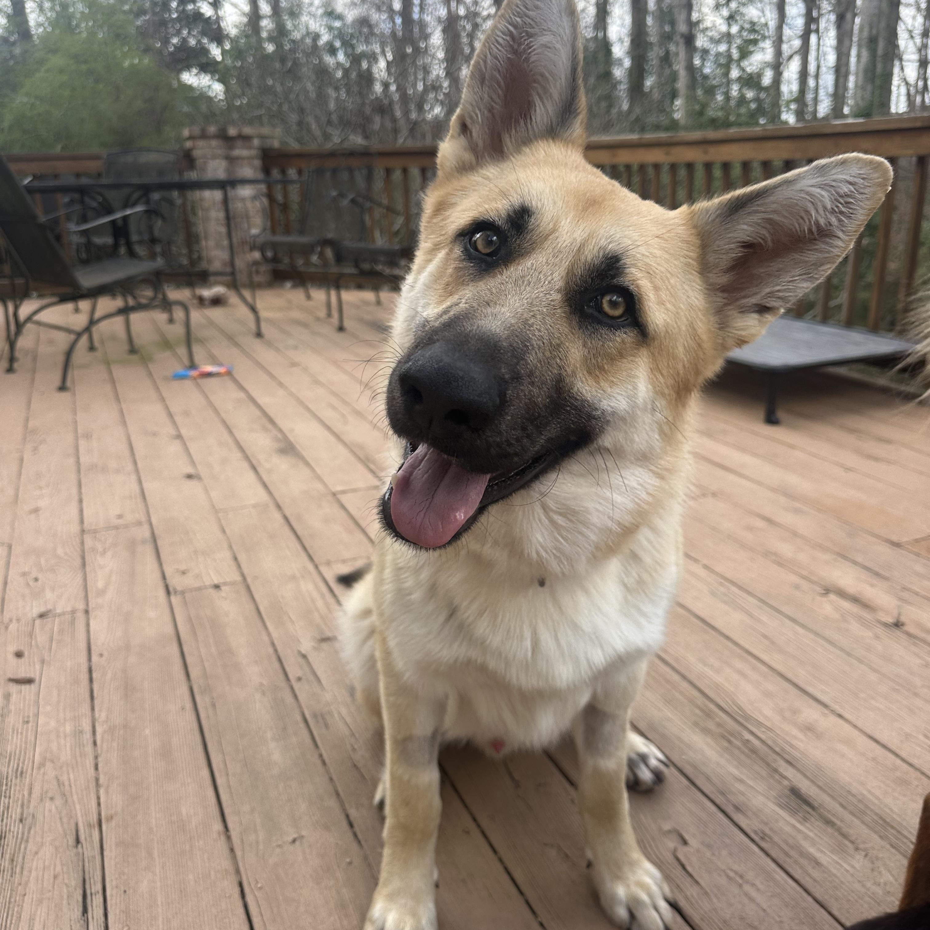 Enlarge Kane, an adopted mixed breed in Atlanta, GA image 5/5