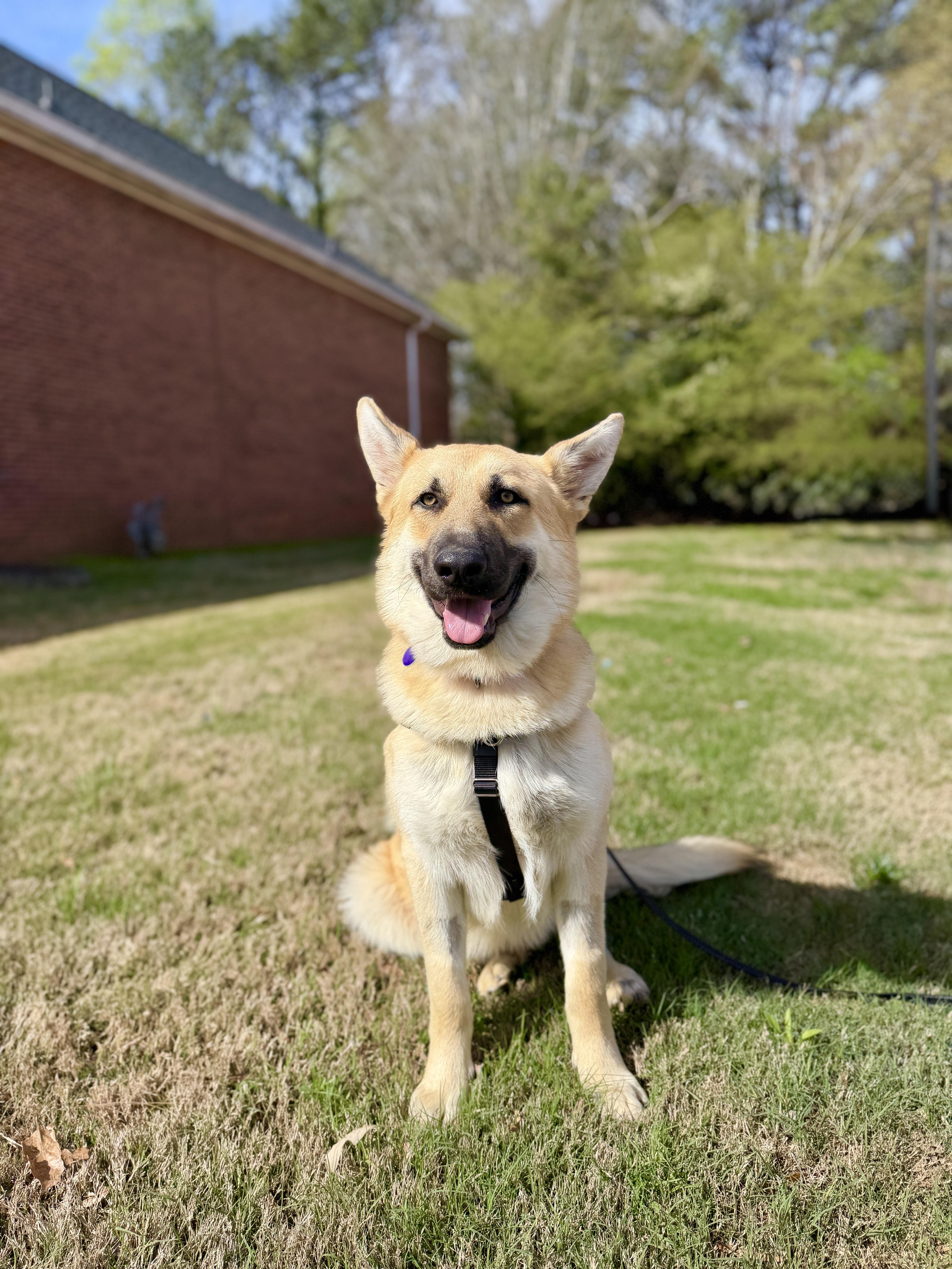 Enlarge Kane, an adopted mixed breed in Atlanta, GA image 3/5