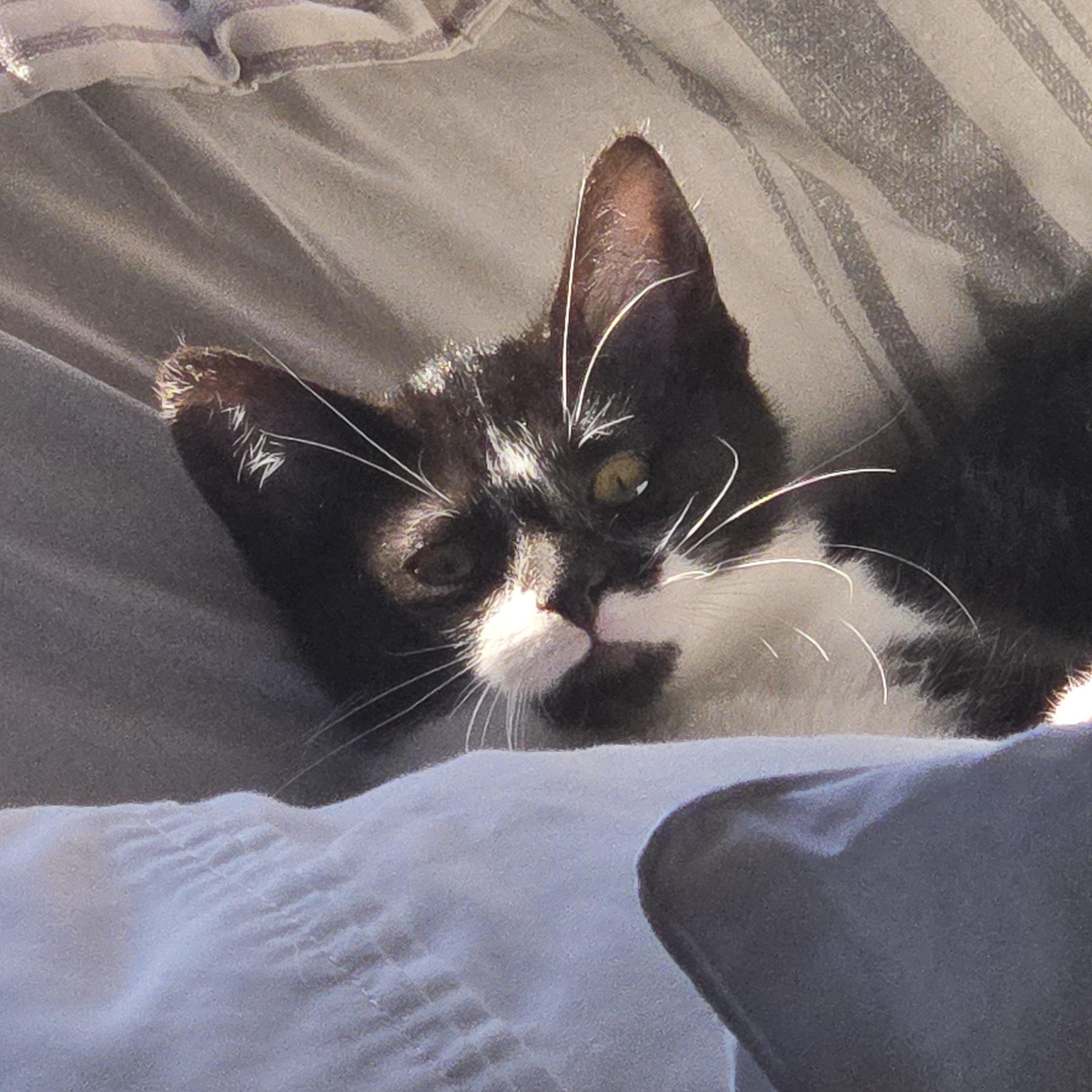 Newton, Adoptable, Kitten Female Domestic Short Hair.