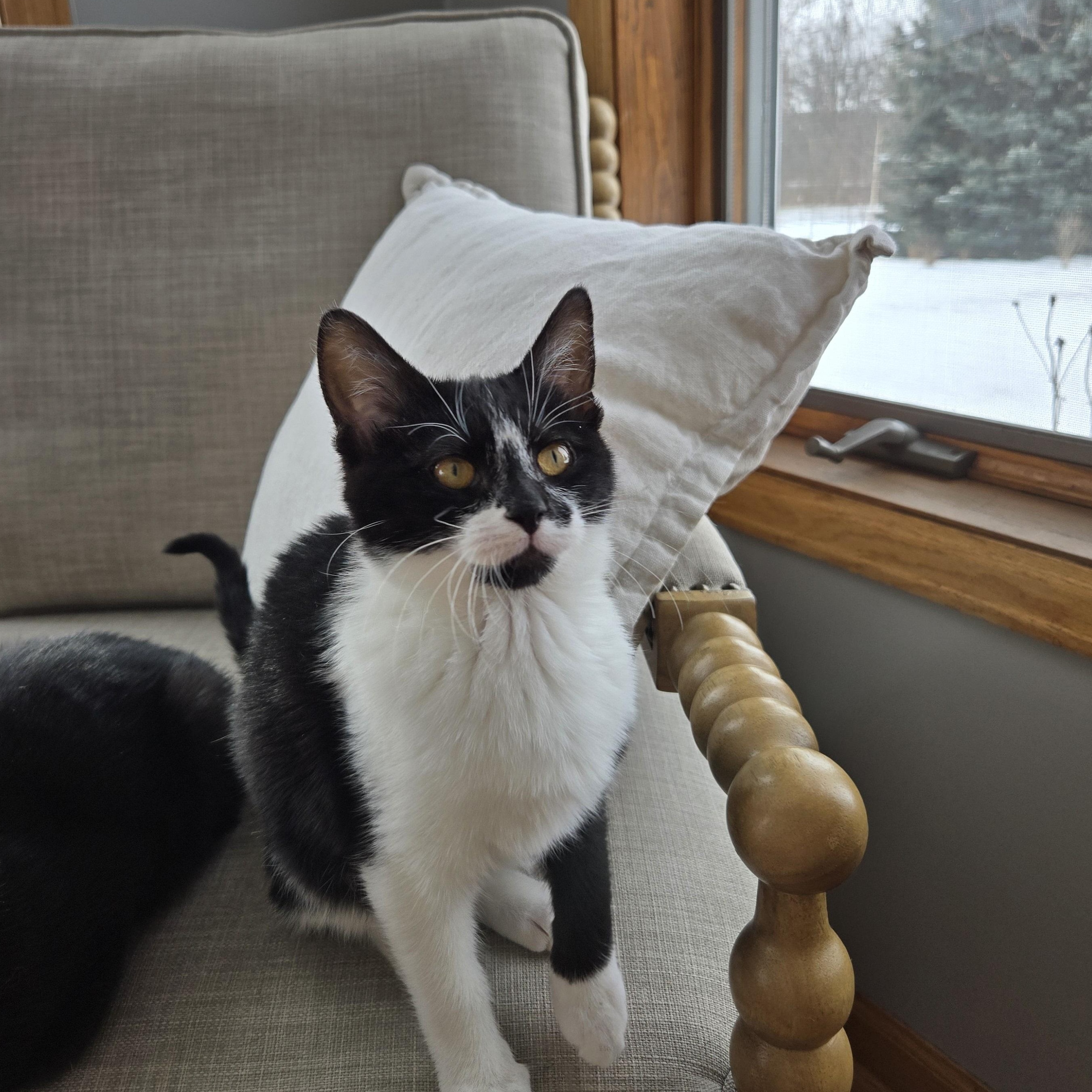 Enlarge Newton, a Adoptable Domestic Short Hair in Peotone, IL image 5/5