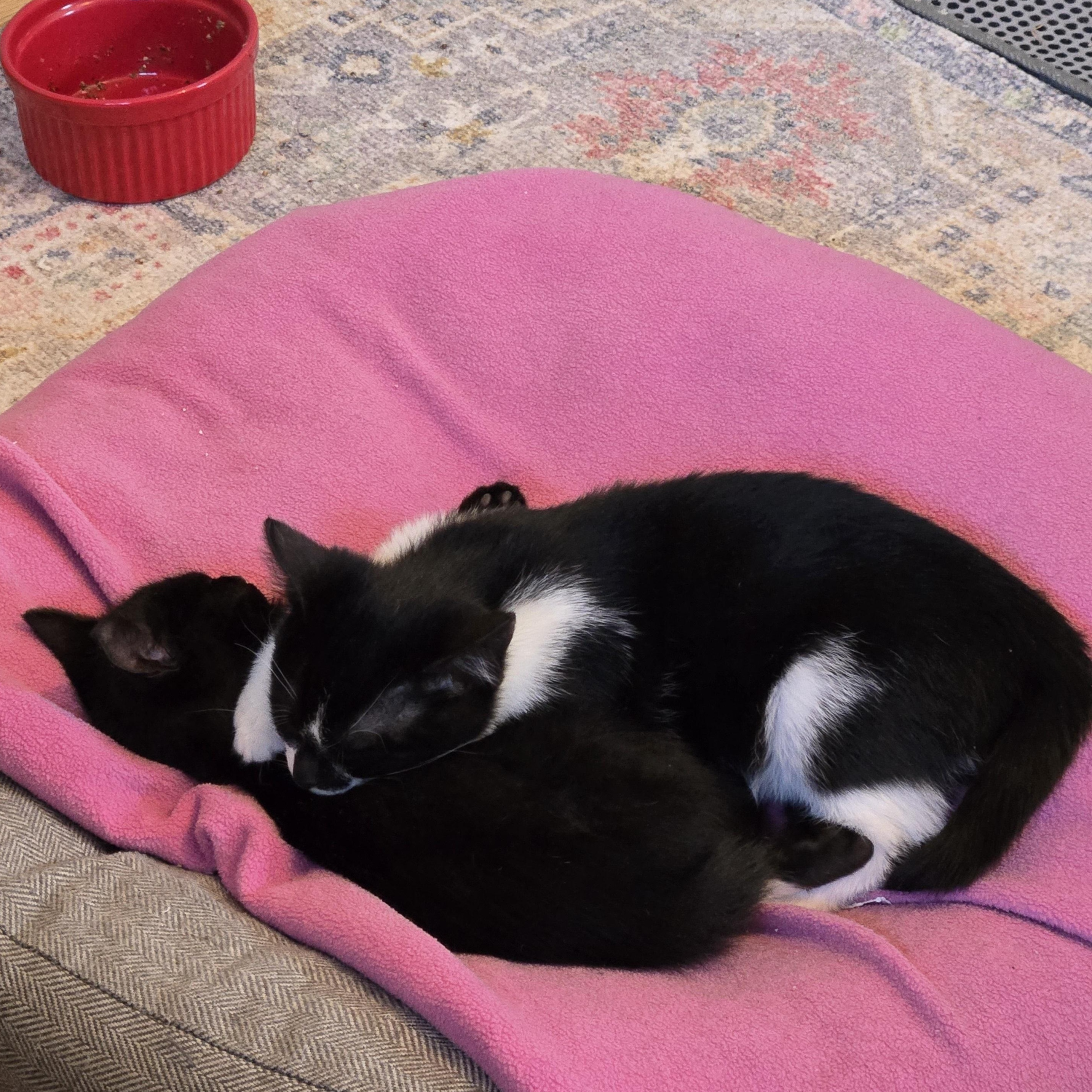 Enlarge Newton, a Adoptable Domestic Short Hair in Peotone, IL image 3/5