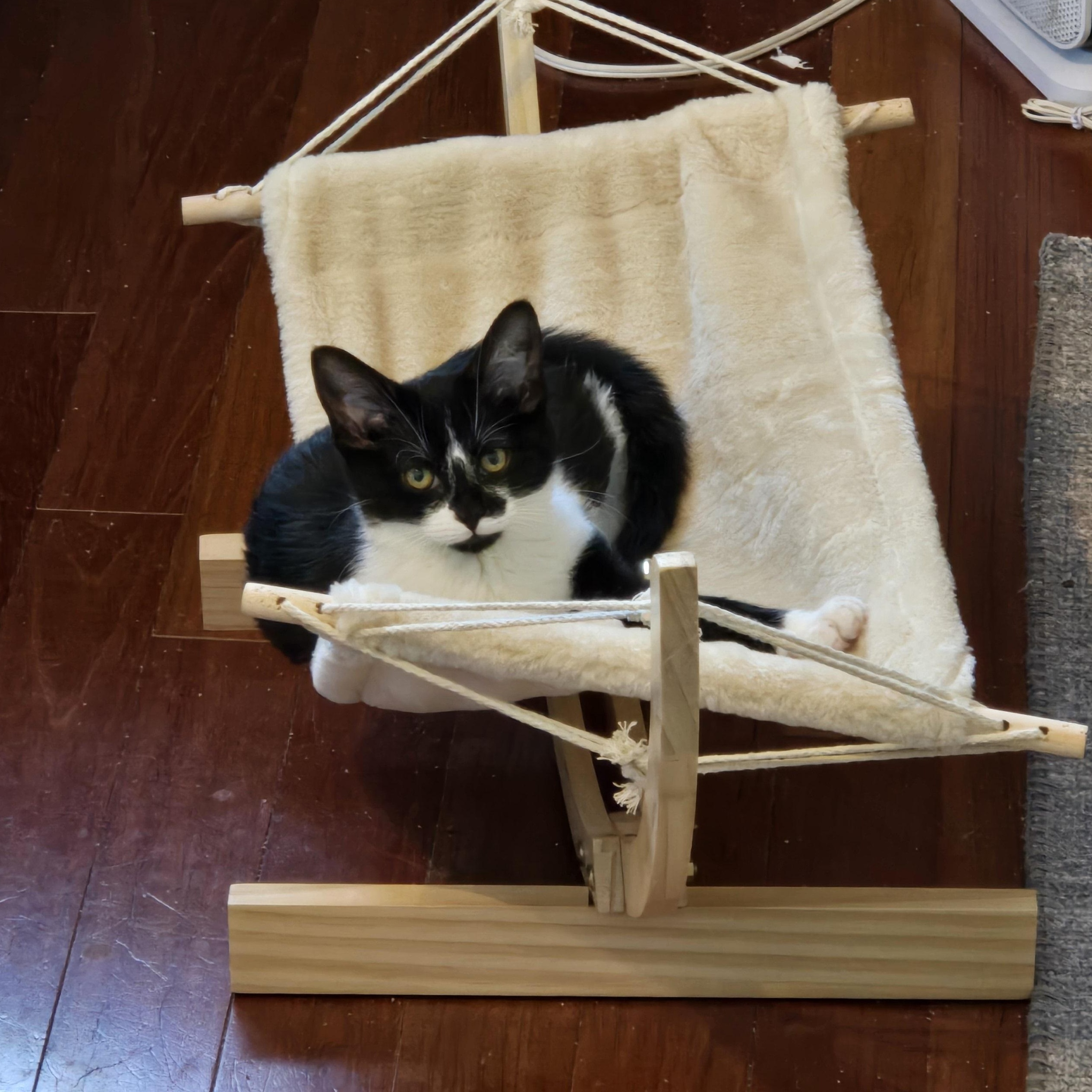 Enlarge Newton, a Adoptable Domestic Short Hair in Peotone, IL image 2/5