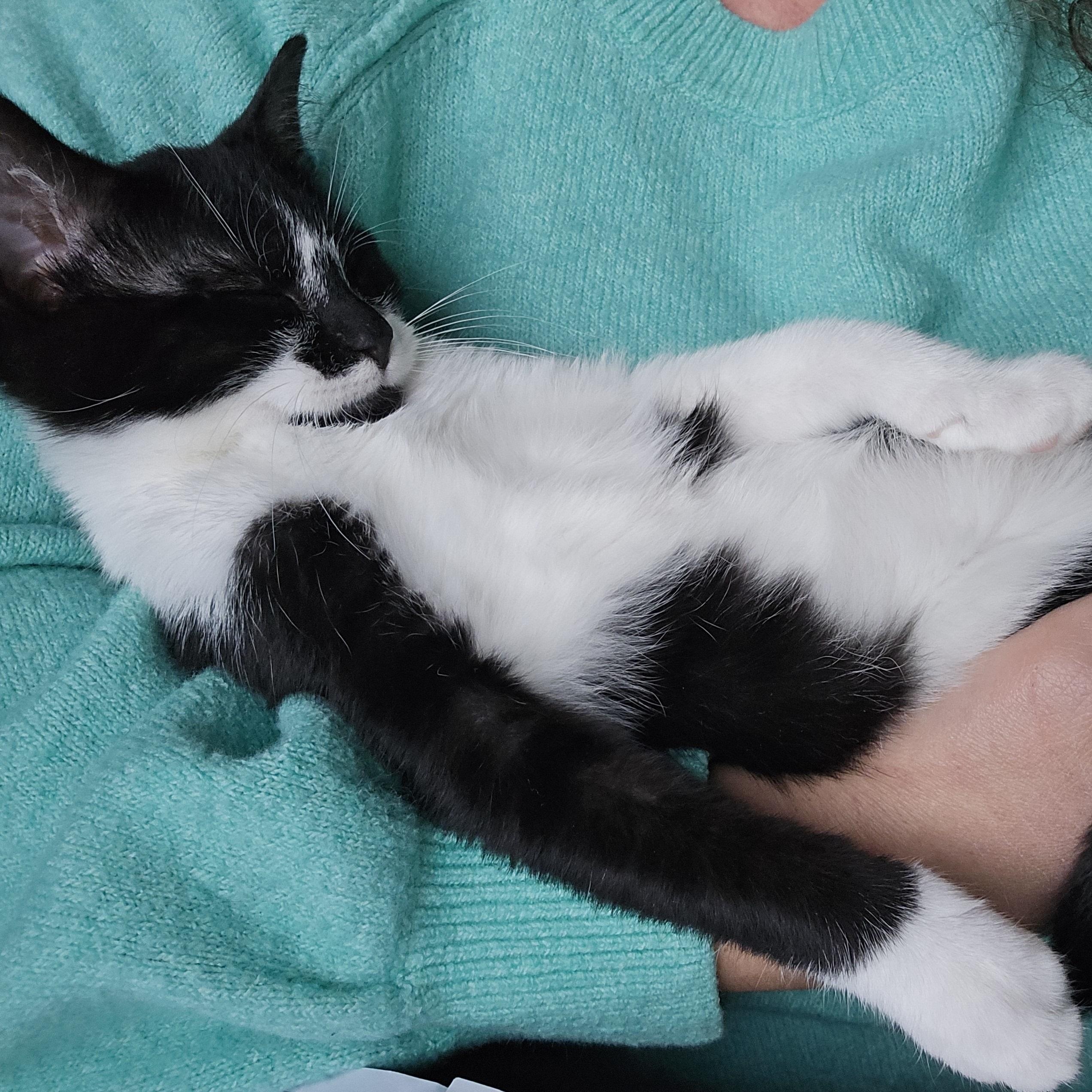 Enlarge Newton, a Adoptable Domestic Short Hair in Peotone, IL image 4/5