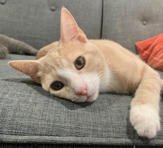 Enlarge Wheat (new), a Adoptable Domestic Short Hair in Wesley Chapel, FL image 1/2