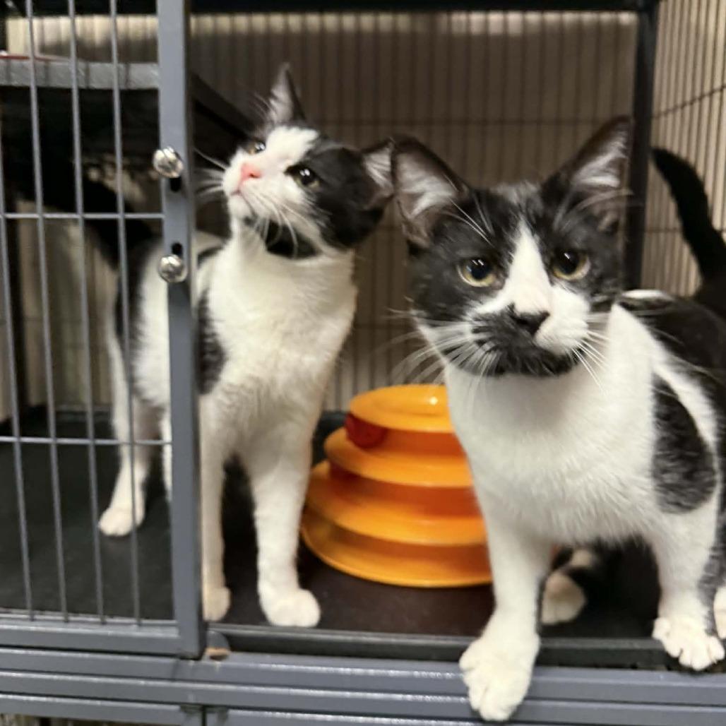 Oogie Boogie, Adoptable, Young Male Domestic Short Hair.