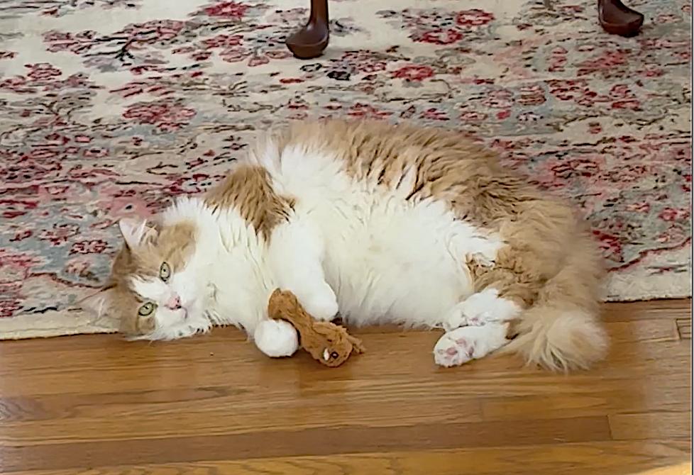 Marmalade — thumbnail 2