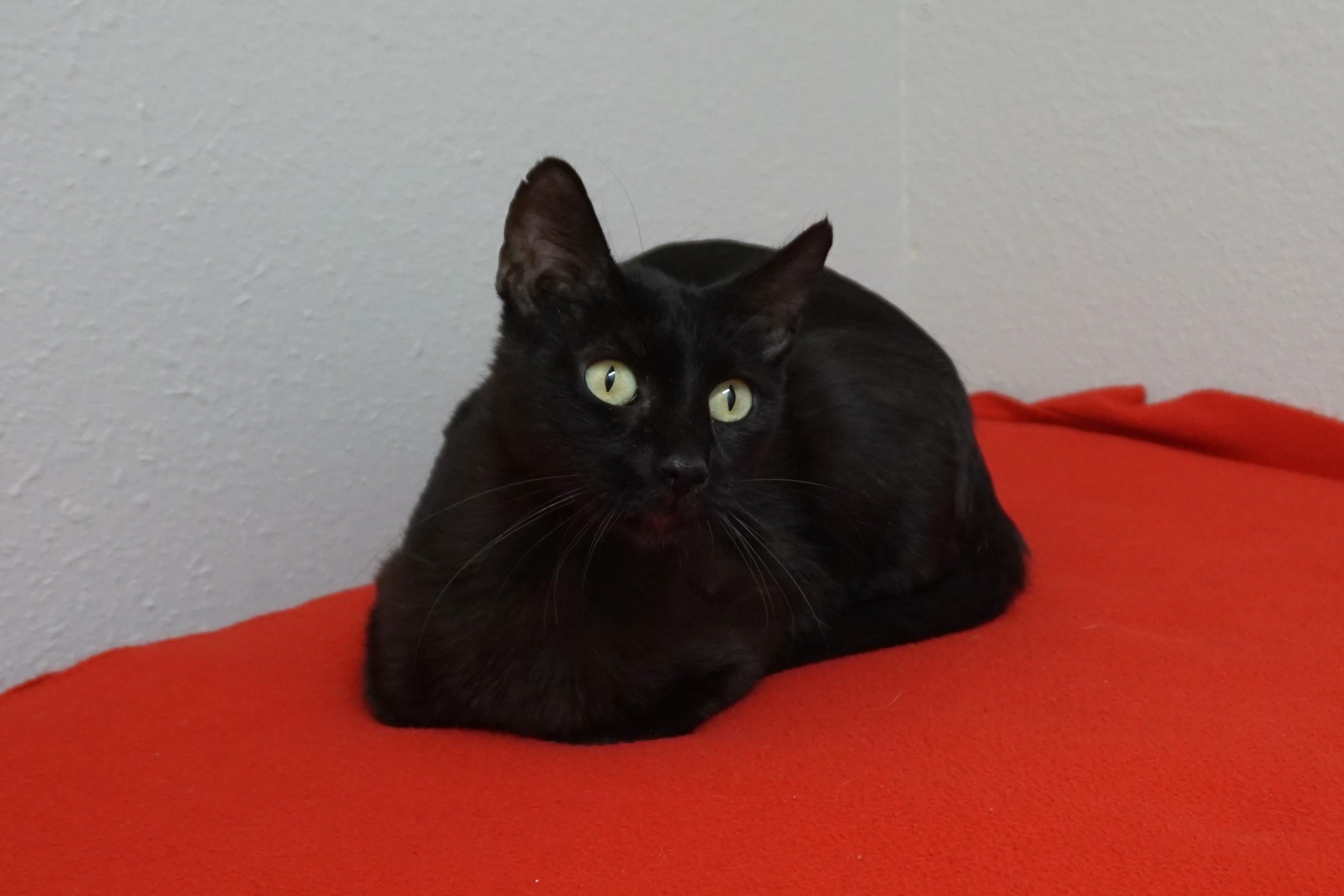 Enlarge Blackie, a ADOPTABLE Domestic Short Hair in Fountain Hills, AZ image 3/5