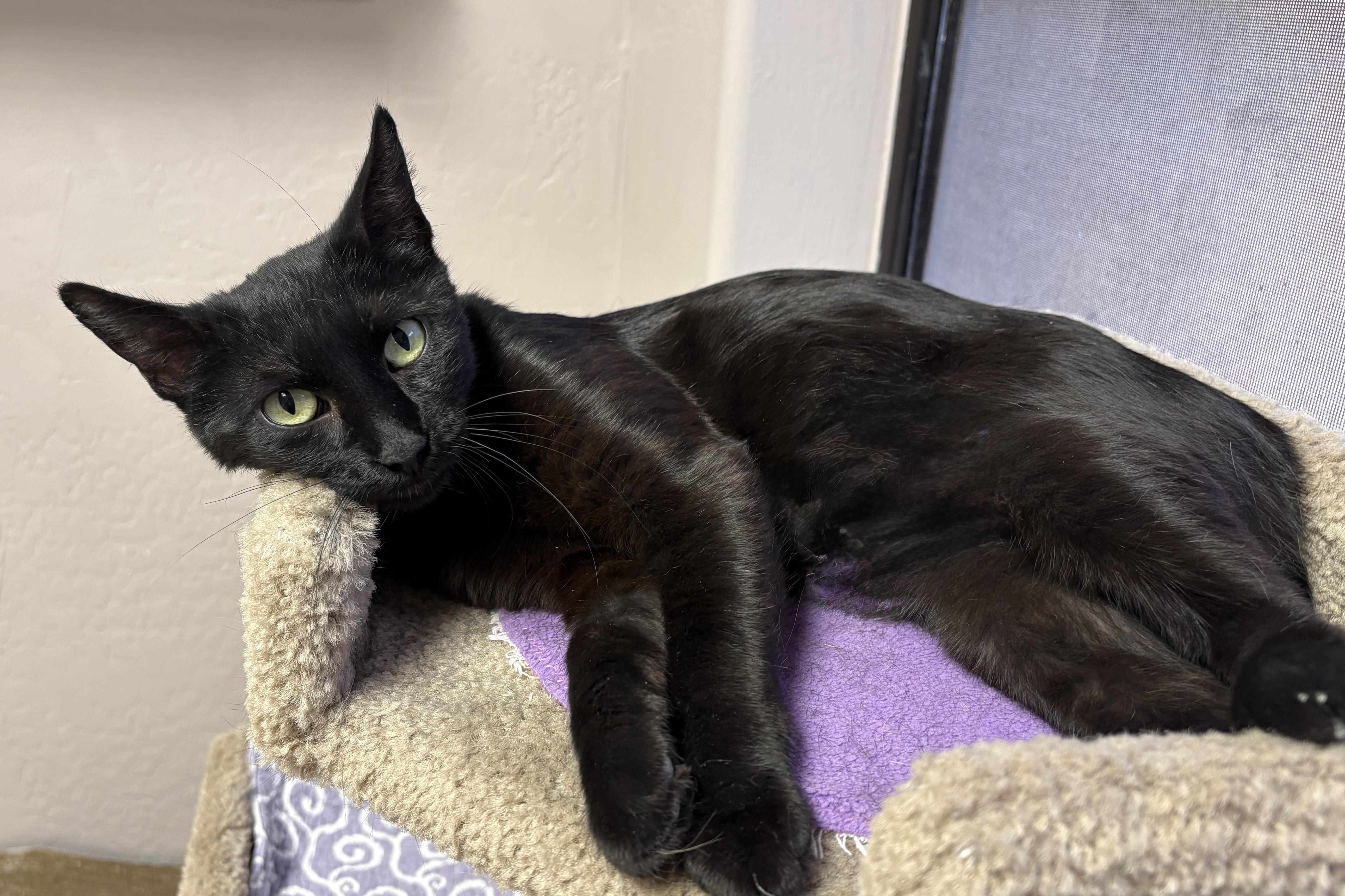 Enlarge Blackie, a ADOPTABLE Domestic Short Hair in Fountain Hills, AZ image 2/5