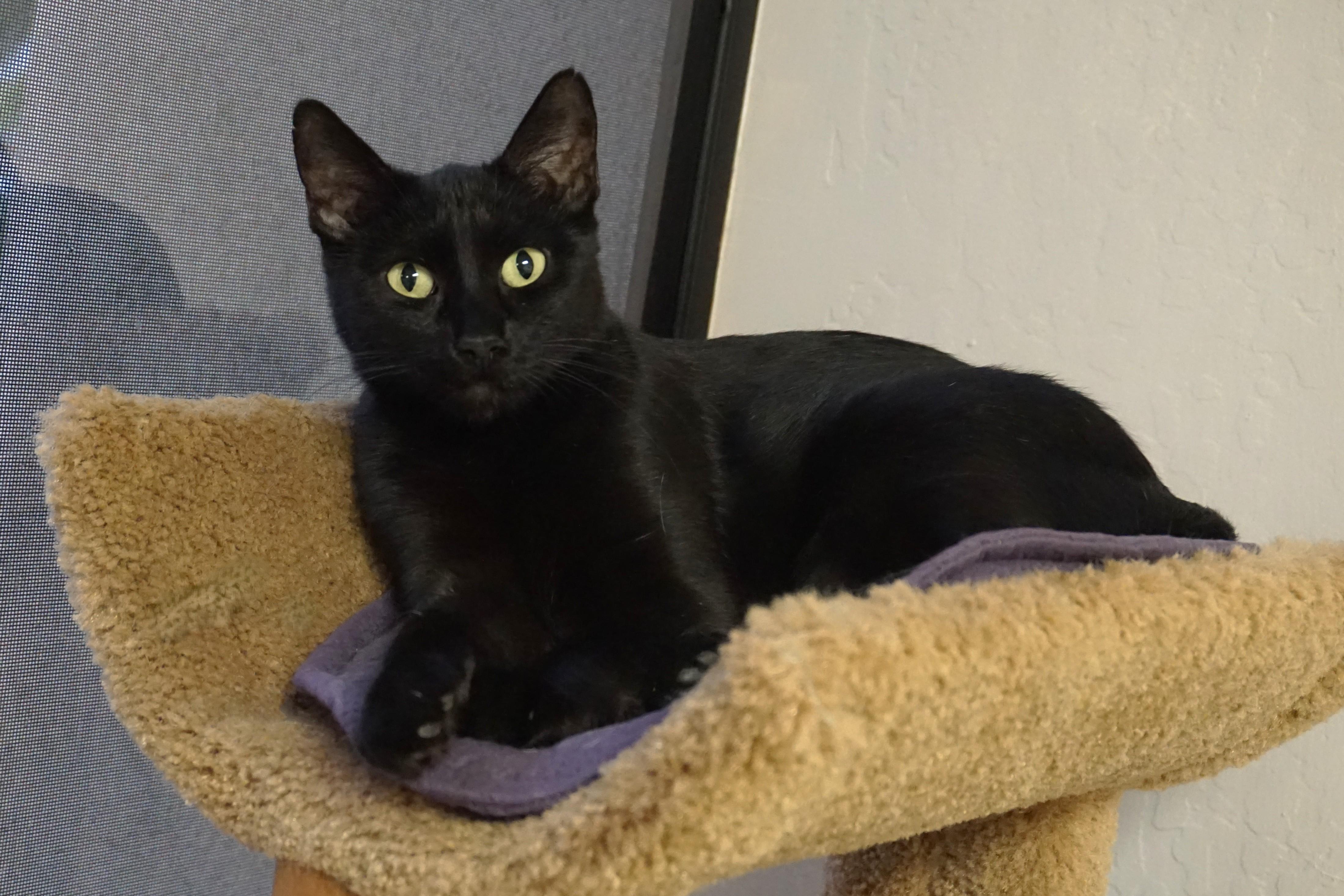 Blackie, a ADOPTABLE Domestic Short Hair in Fountain Hills, AZ image 1/6