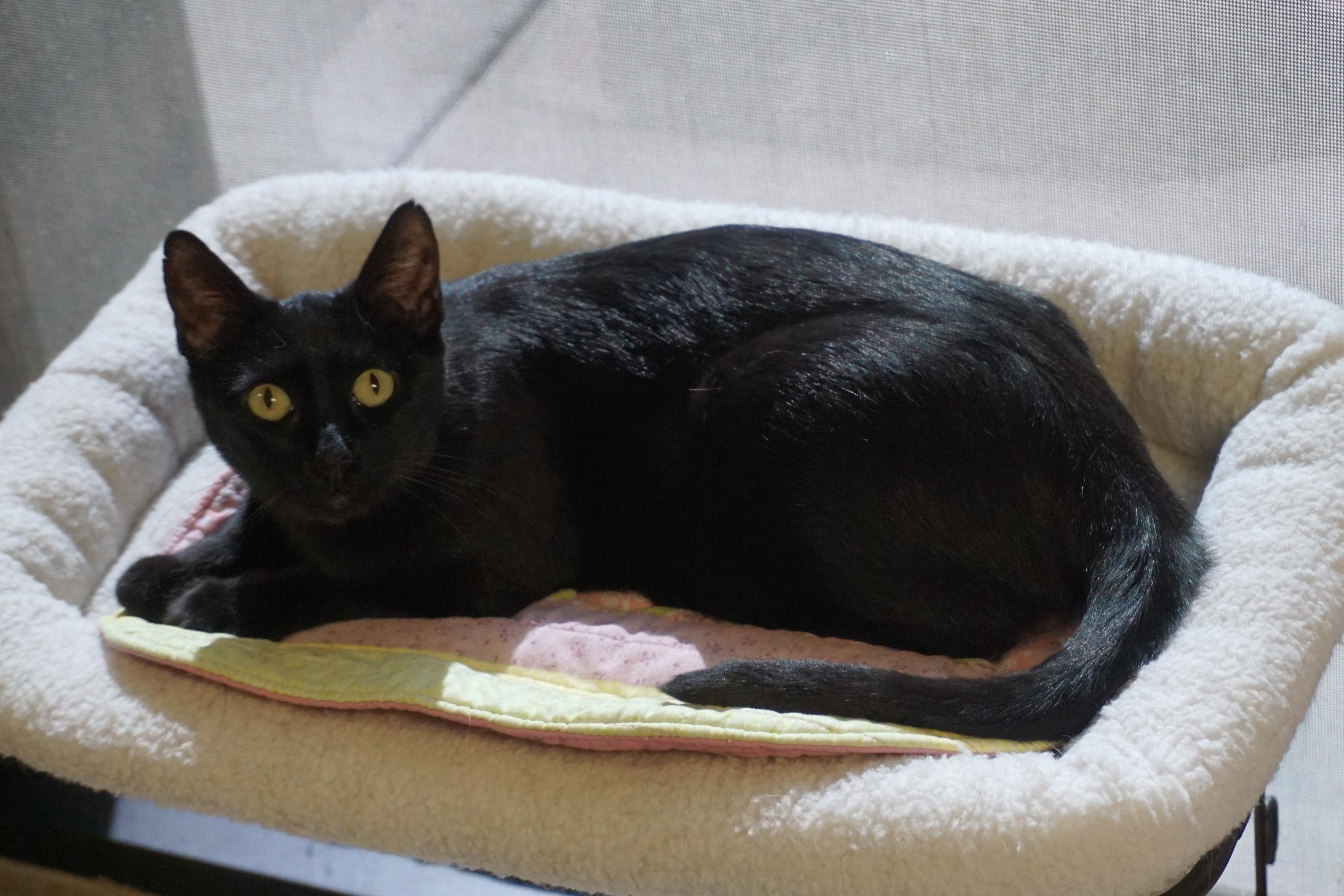 Blackie, a ADOPTABLE Domestic Short Hair in Fountain Hills, AZ image 2/6