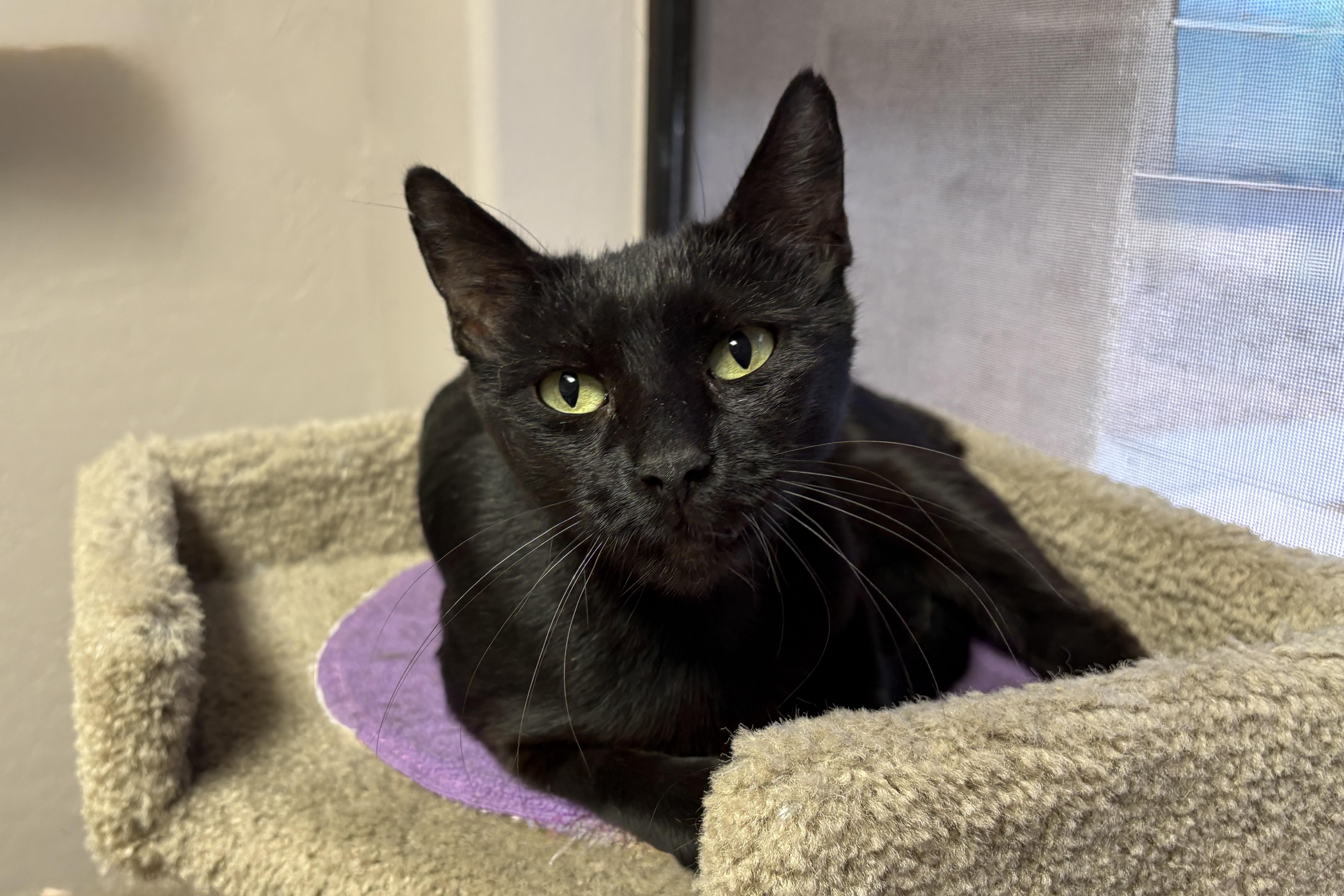 Blackie, ADOPTABLE, Adult Female Domestic Short Hair.