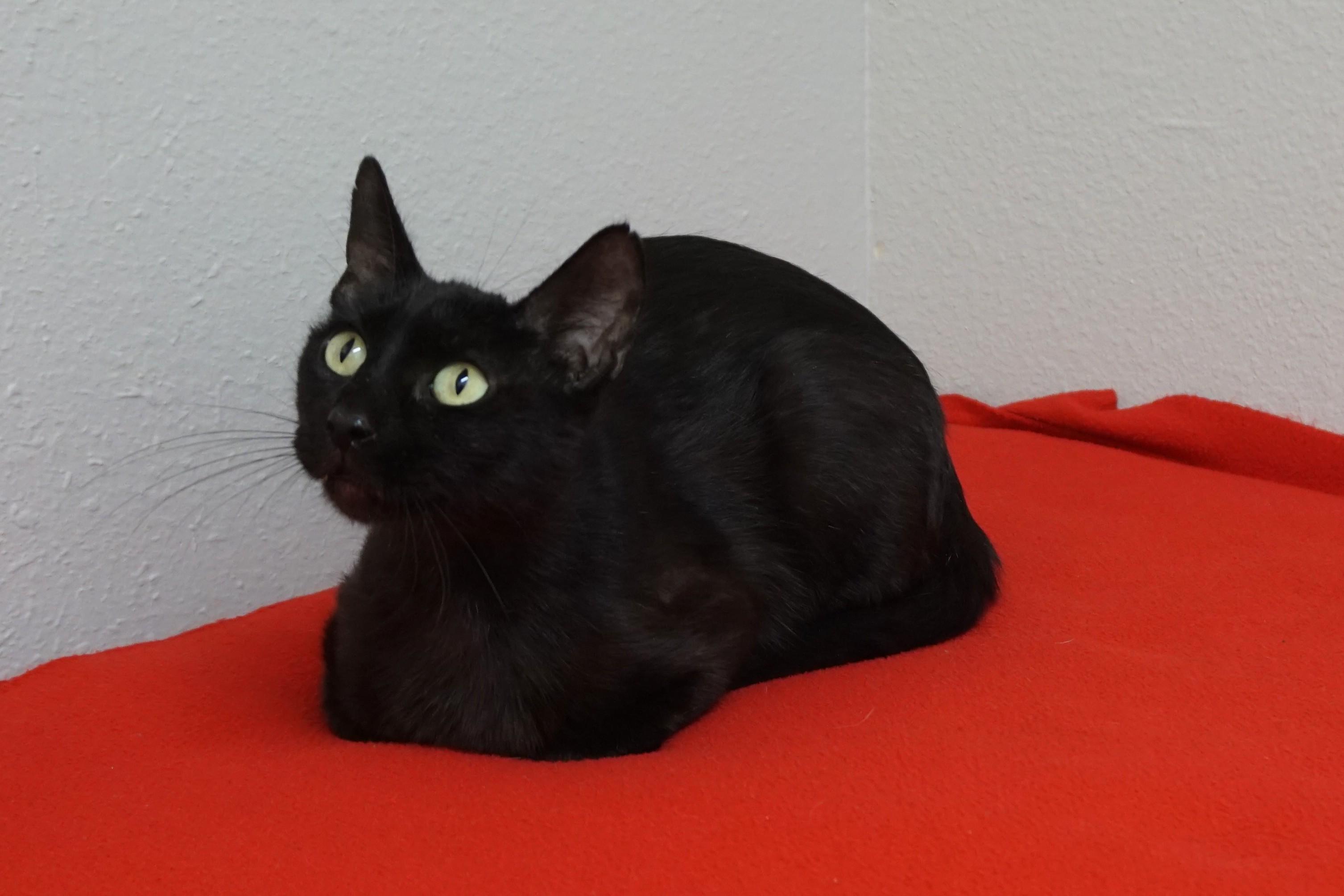 Enlarge Blackie, a ADOPTABLE Domestic Short Hair in Fountain Hills, AZ image 4/5