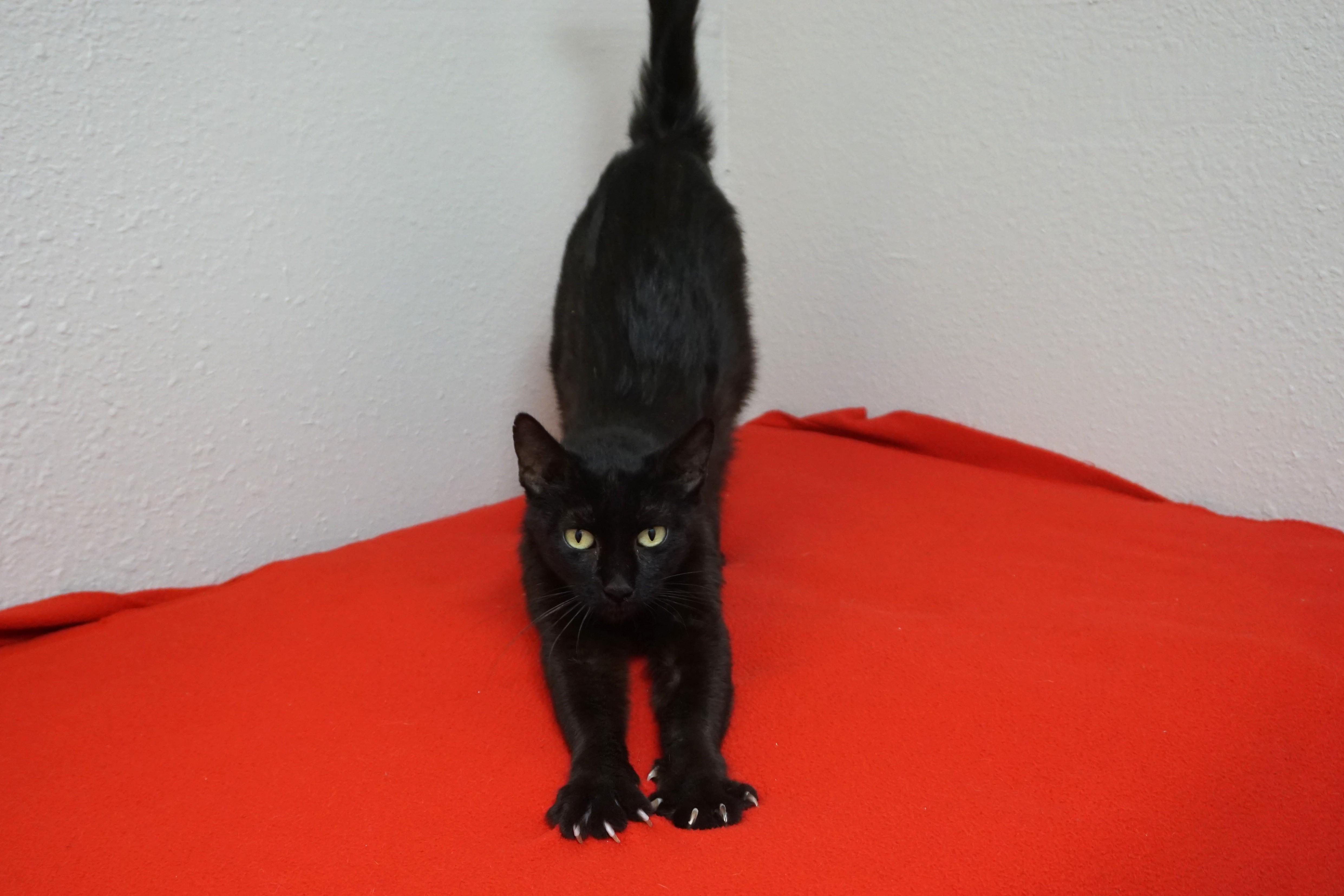 Enlarge Blackie, a ADOPTABLE Domestic Short Hair in Fountain Hills, AZ image 5/5