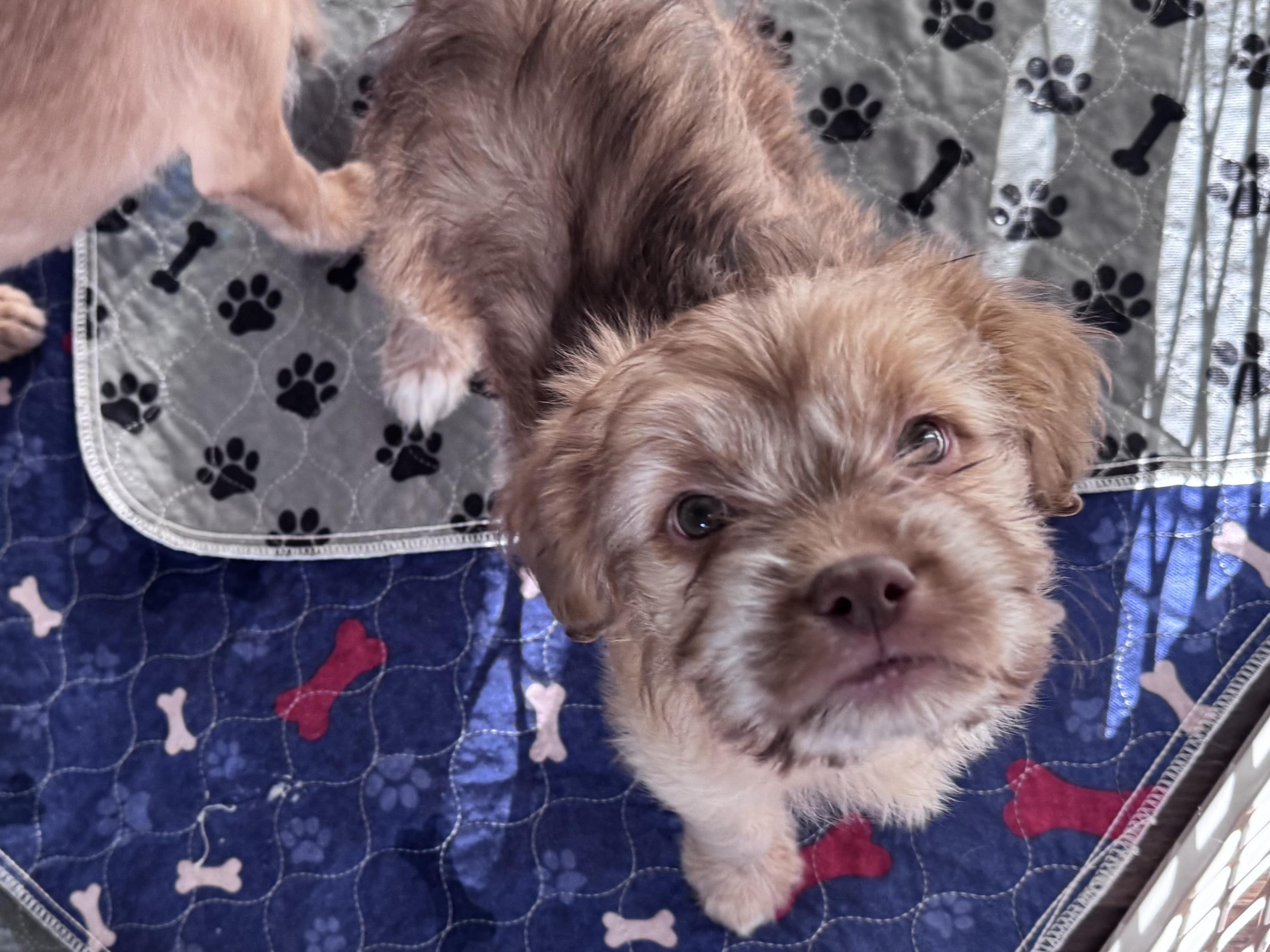 Enlarge Stella, a Adopted mixed breed in Monroe, NC image 2/4