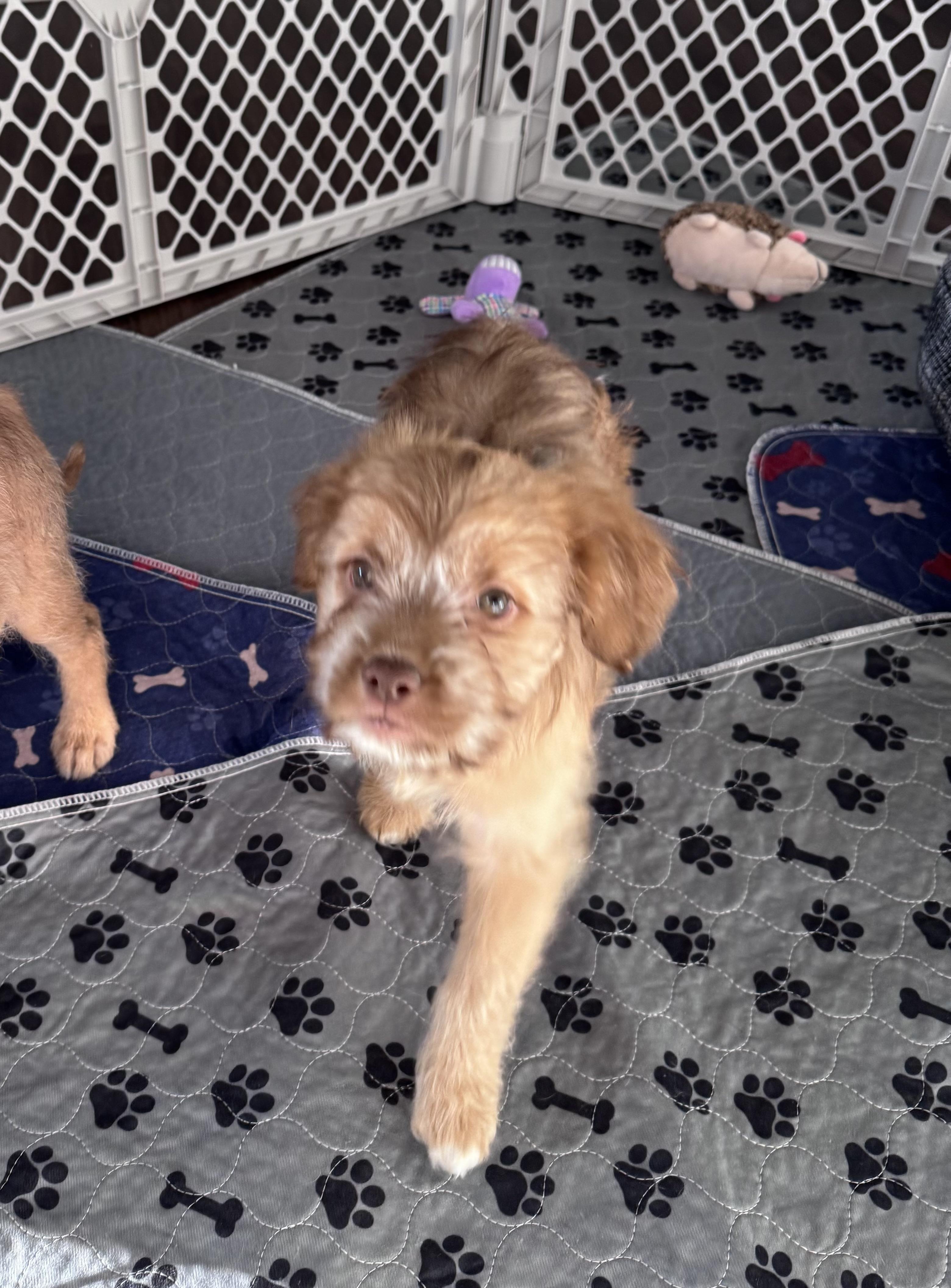 Enlarge Stella, a Adopted mixed breed in Monroe, NC image 3/4