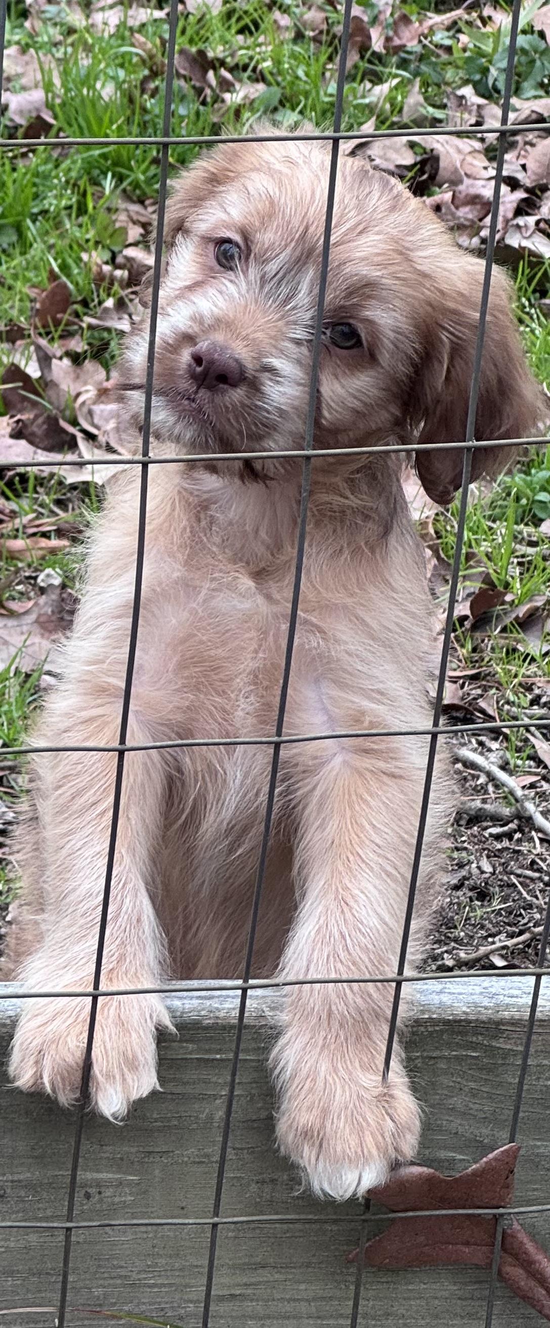 Enlarge Stella, a Adopted mixed breed in Monroe, NC image 4/4
