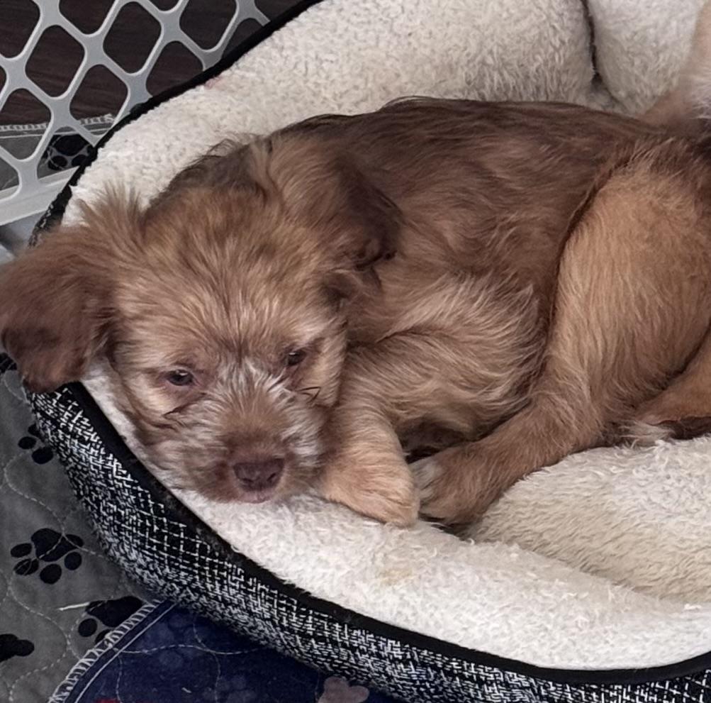 Stella, Adopted, Puppy Female Wirehaired Terrier.