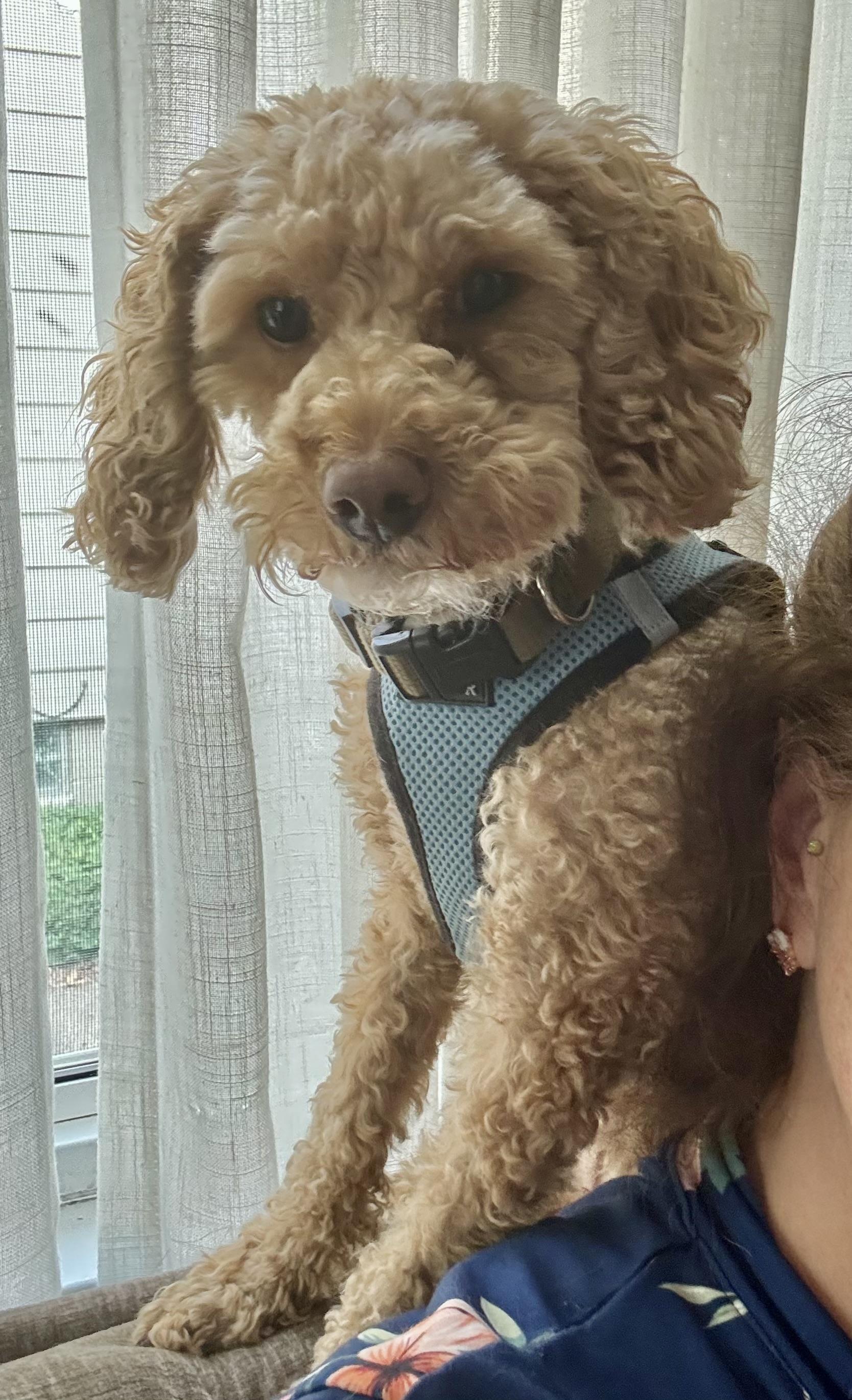 Enlarge Archie, an adoptable Miniature Poodle in Grosse Pointe Park, MI image 1/3