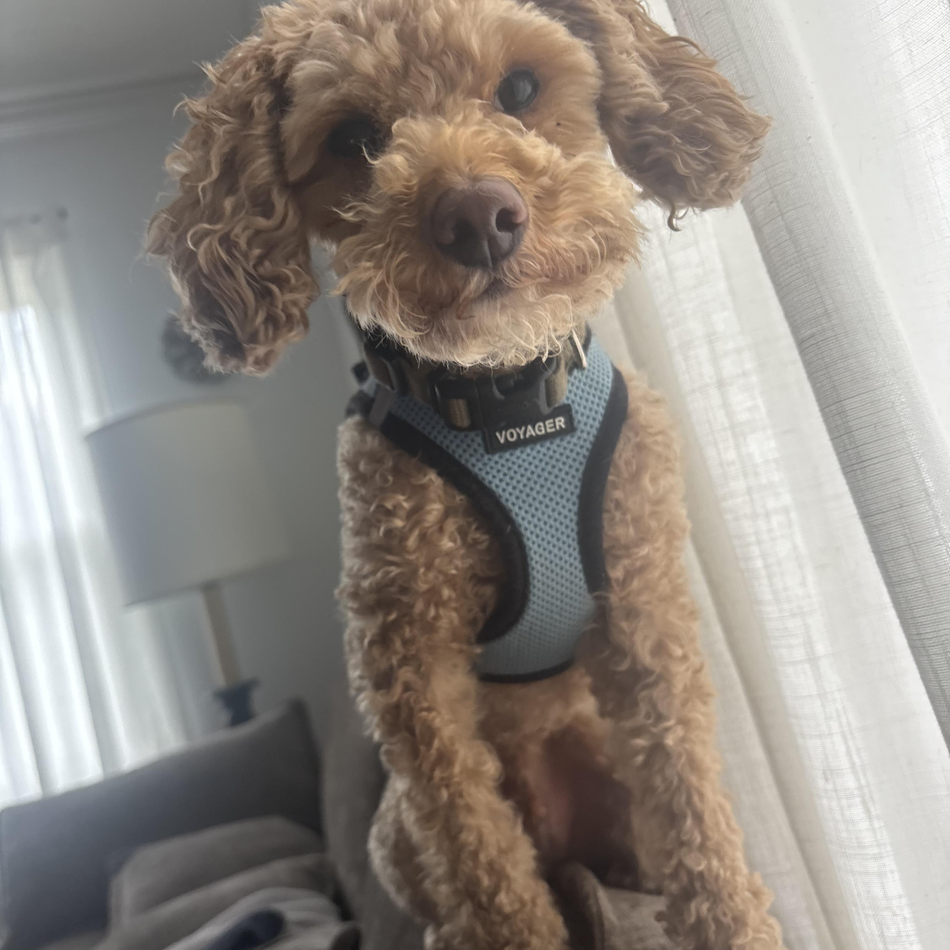 Enlarge Archie, an adoptable Miniature Poodle in Grosse Pointe Park, MI image 2/3