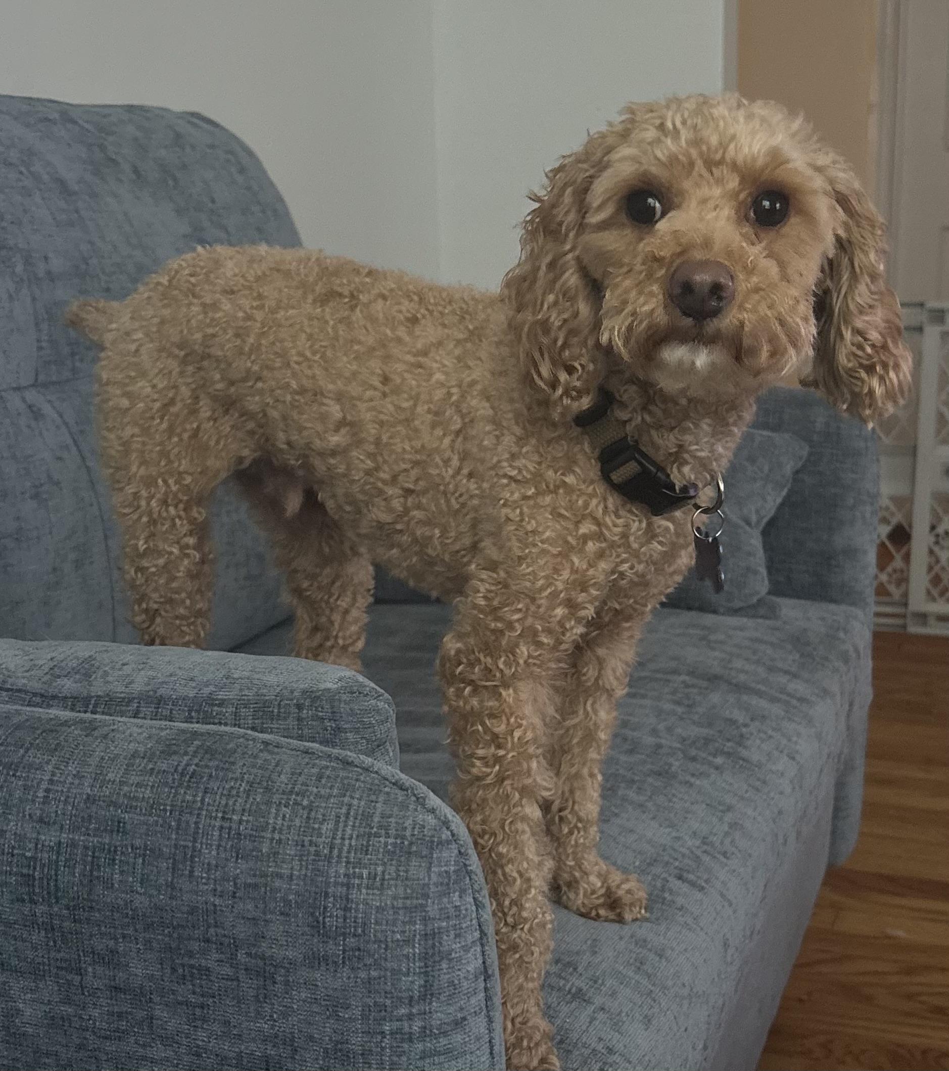 Enlarge Archie, an adoptable Miniature Poodle in Grosse Pointe Park, MI image 3/3
