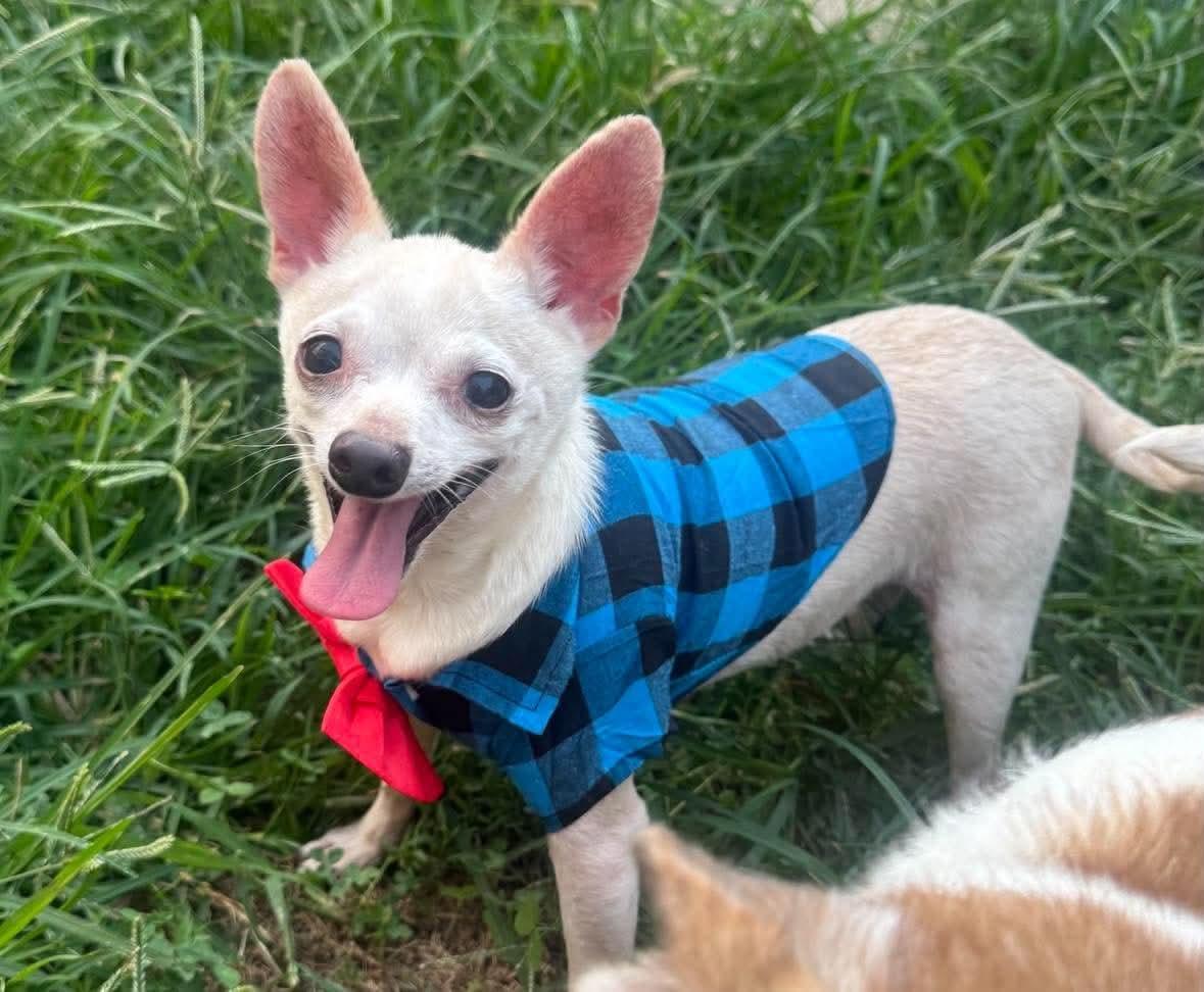 Albus, Adoptable, Senior Male Chihuahua.