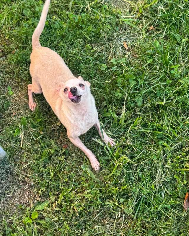 Albus, Adoptable, Senior Male Chihuahua.