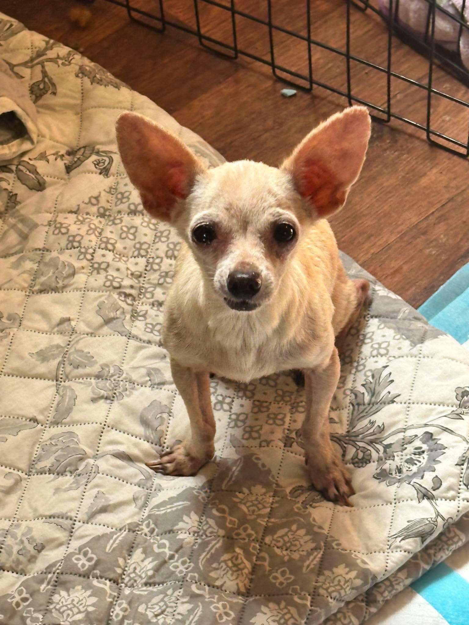 Albus, a Adoptable Chihuahua in Richmond, KY image 2/4