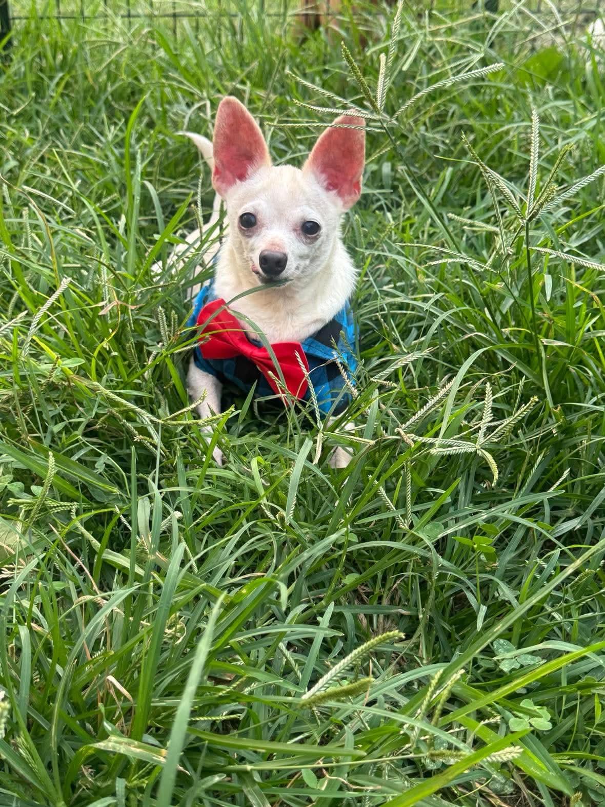 Enlarge Albus, a Adoptable Chihuahua in Richmond, KY image 3/6