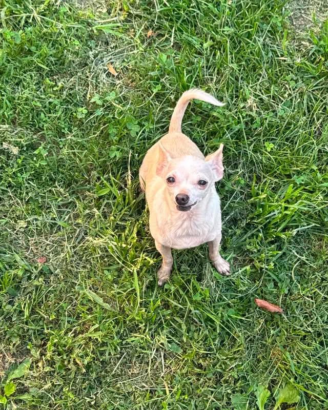 Albus, a Adoptable Chihuahua in Richmond, KY image 3/4