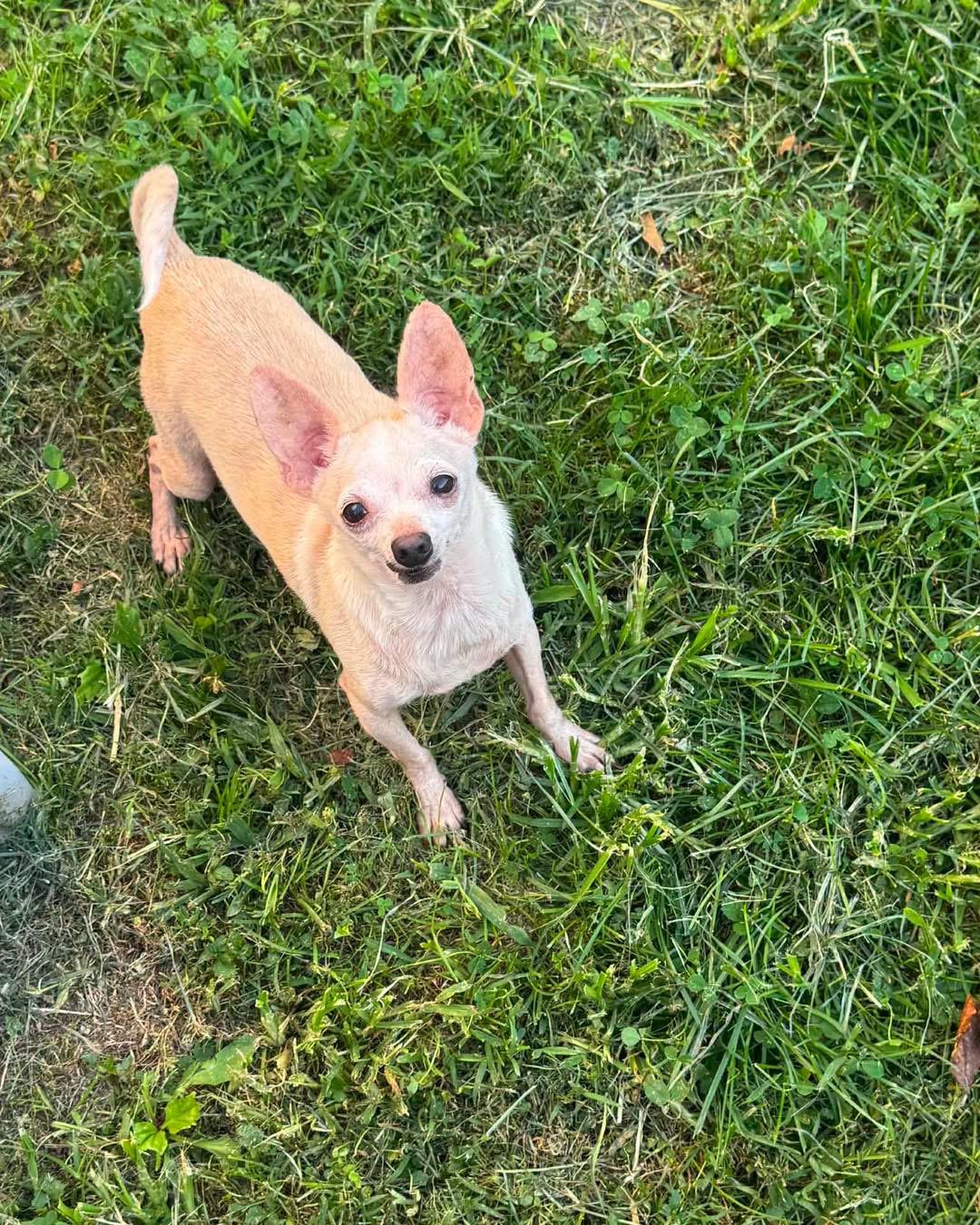 Albus, a Adoptable Chihuahua in Richmond, KY image 4/4