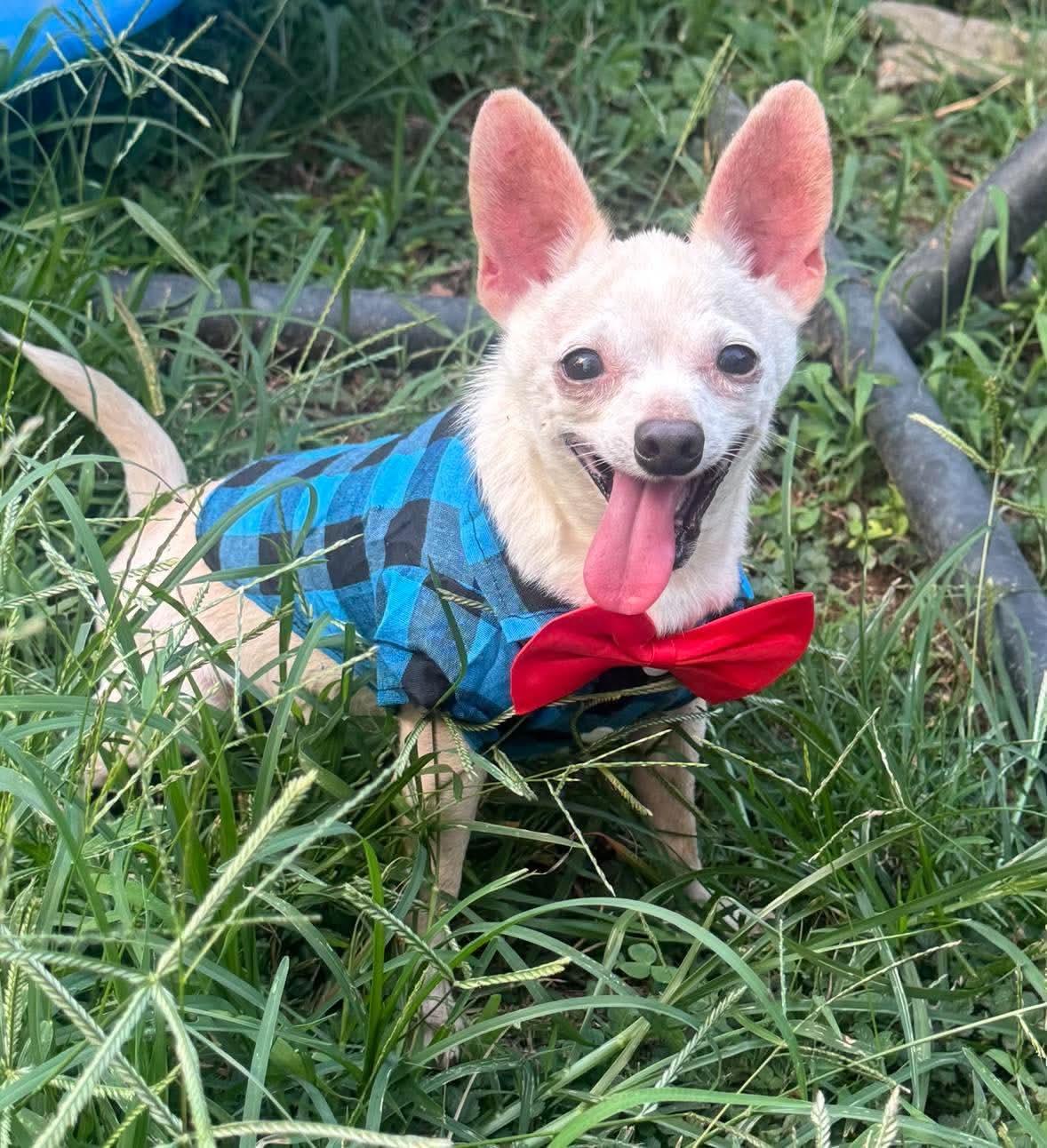 Enlarge Albus, a Adoptable Chihuahua in Richmond, KY image 6/6