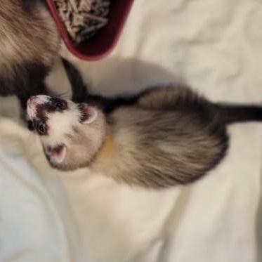 Pebbles, Adoptable, Adult Female Ferret.