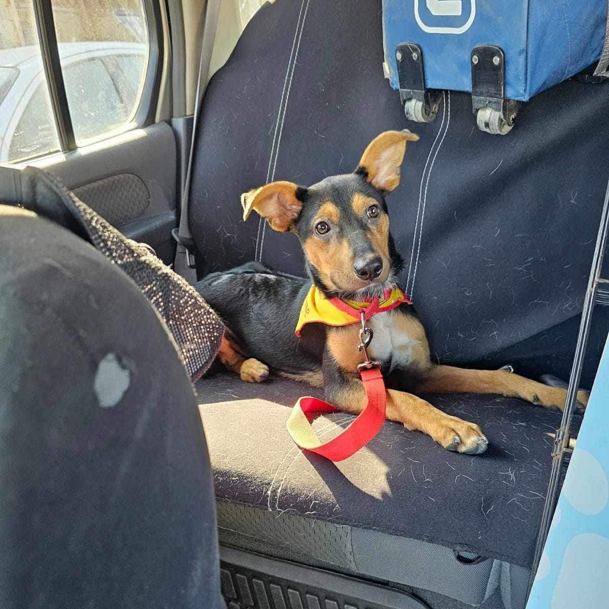 Felicia, Adoptable, Young Female Mixed Breed.