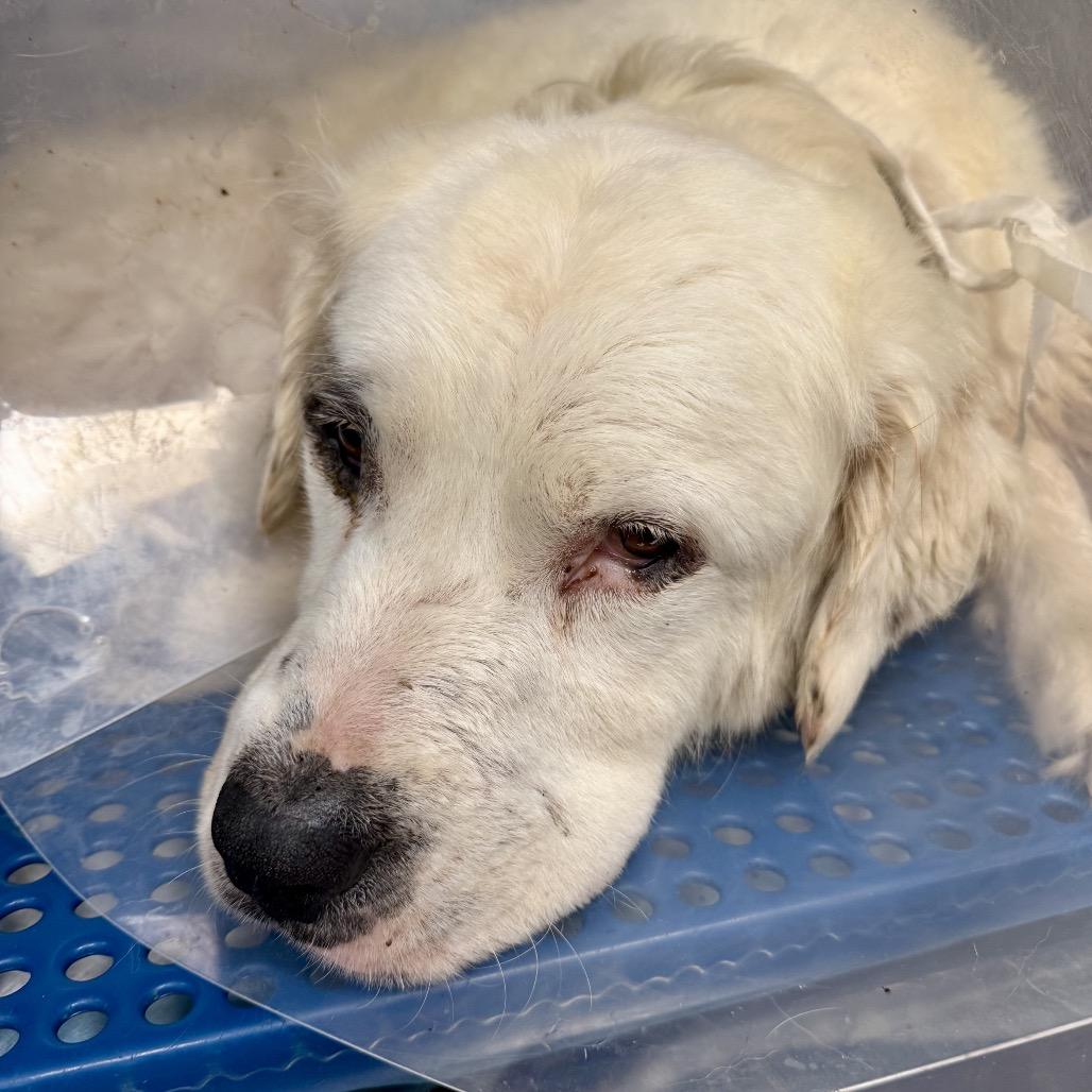 Enlarge Blanco, a Adoptable Great Pyrenees in Natchitoches, LA image 1/1