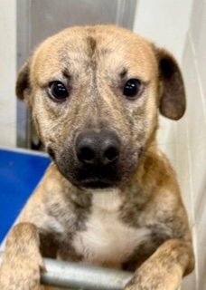 Enlarge Lucky, a Adoptable mixed breed in Fairfield Bay, AR image 1/1