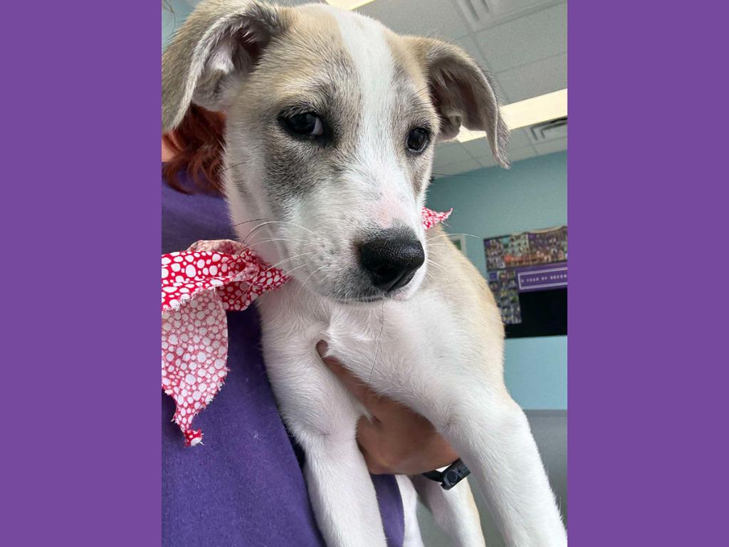 Guava, Adopted, Puppy Female Mixed Breed.