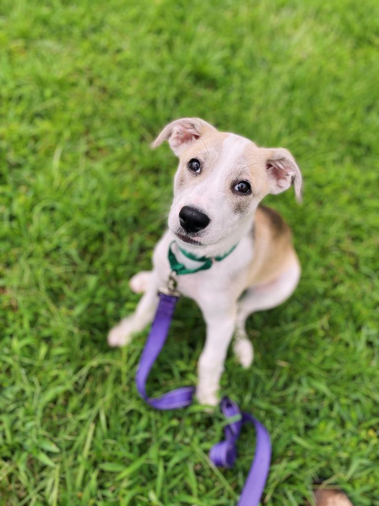 Enlarge Guava, a Adopted mixed breed in Raleigh, NC image 2/2