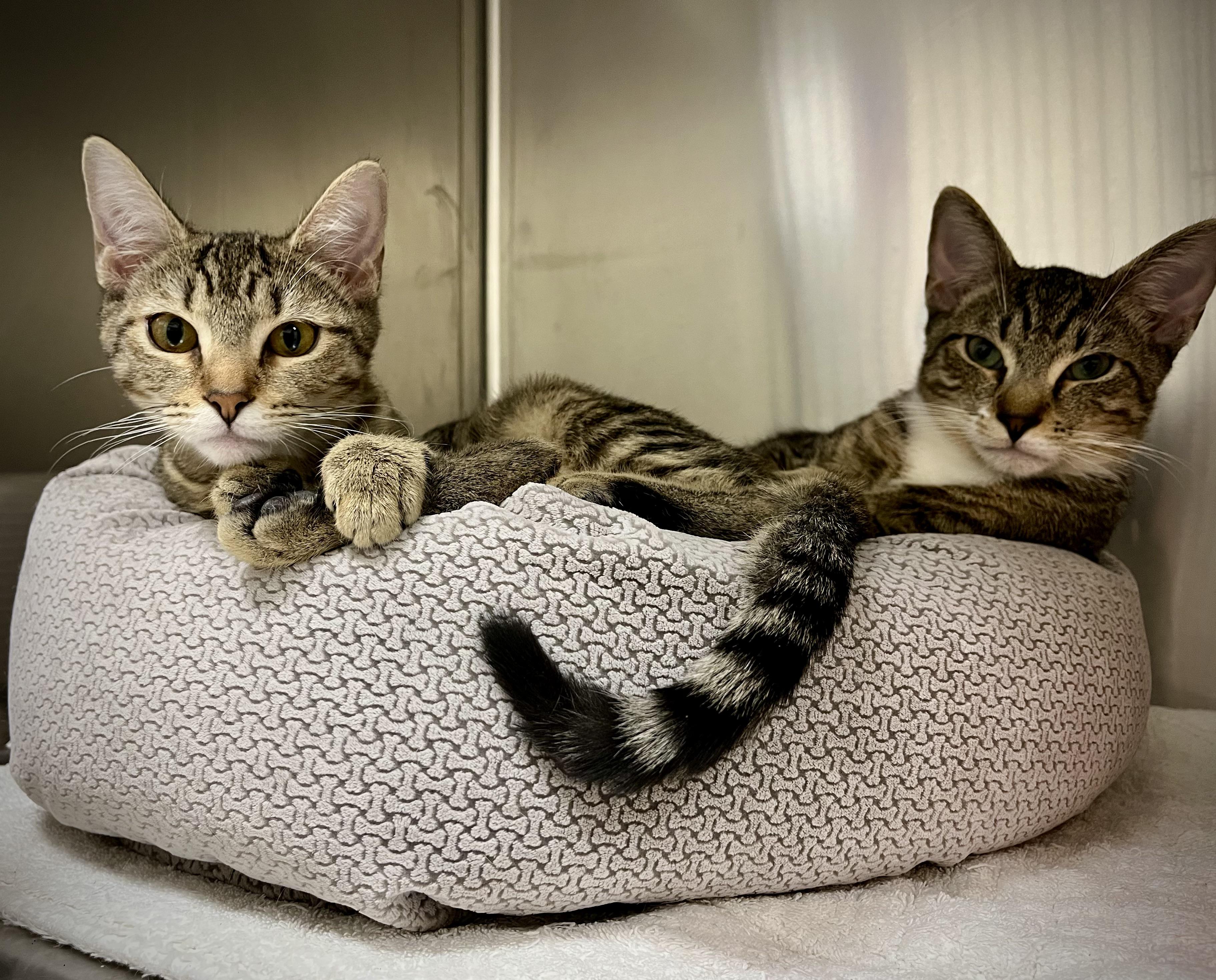 Annie & Oakley, adopted, Kitten Male Tabby.