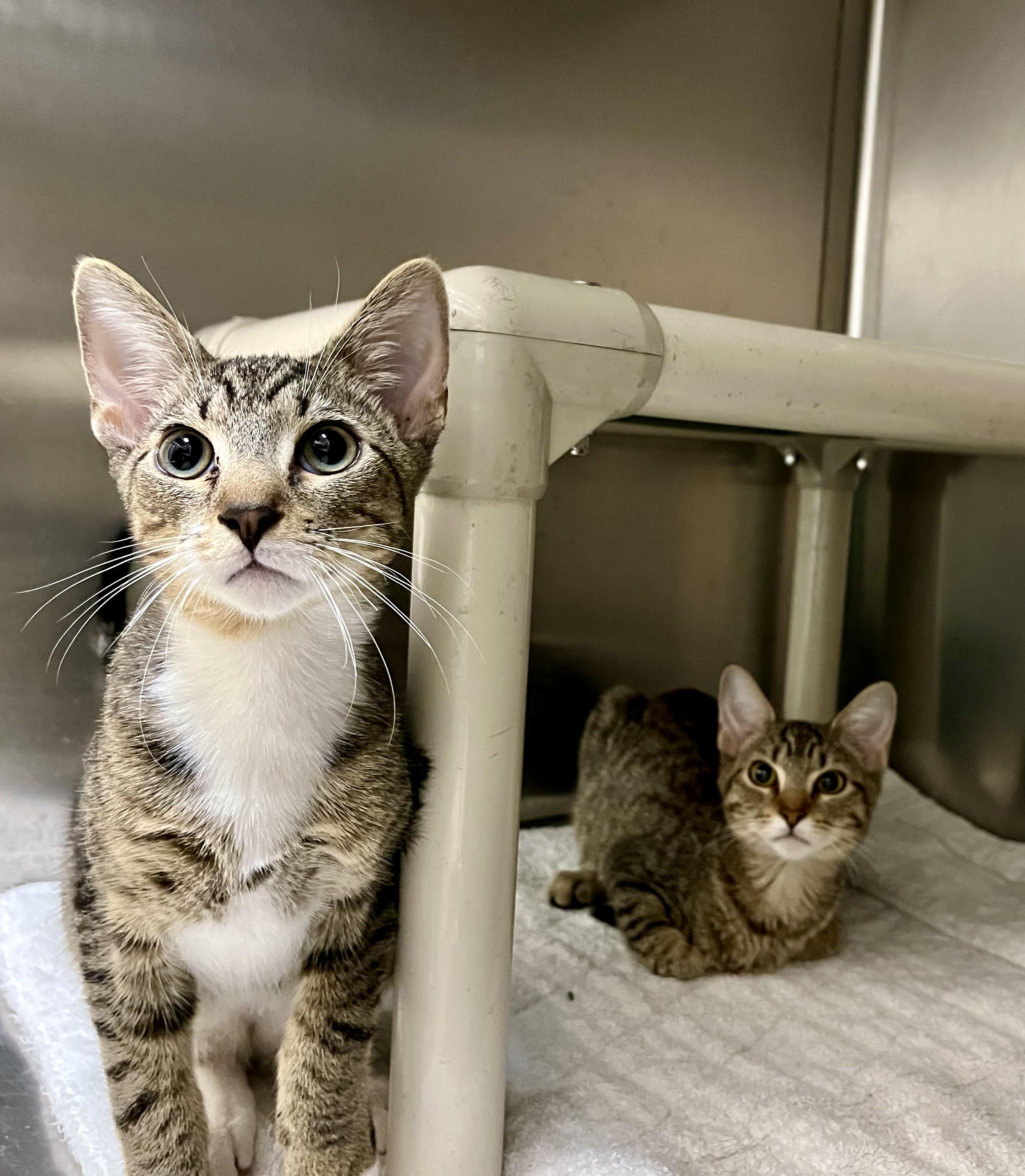 Enlarge Annie & Oakley, an adopted Tabby in Greenwich, CT image 2/3