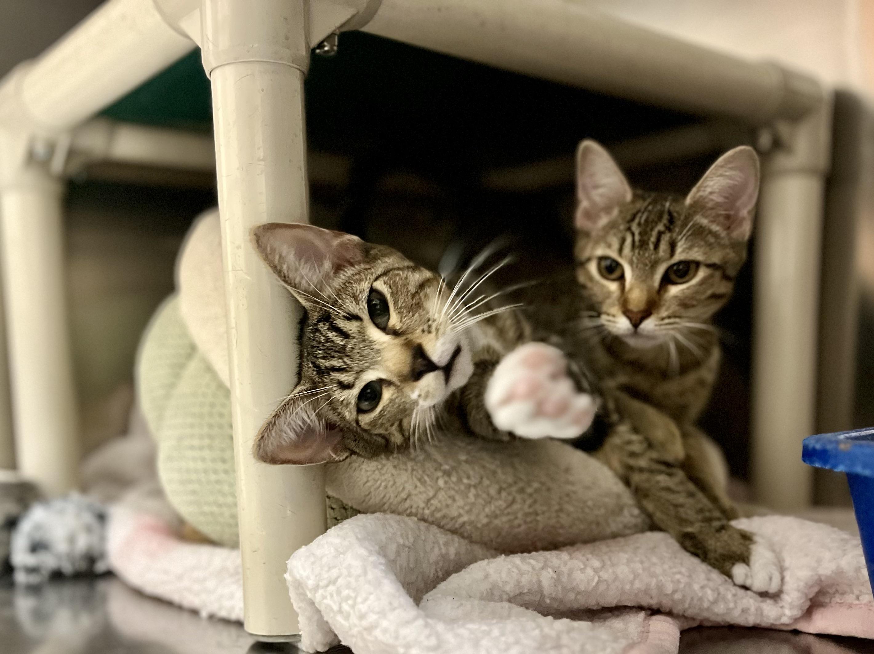 Annie & Oakley, ADOPTABLE, Kitten Male Tabby.