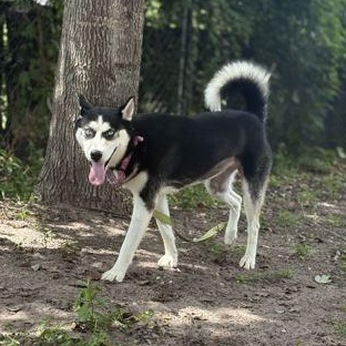 Enlarge HANNAH, a Adopted mixed breed in Fernandina Beach, FL image 2/3