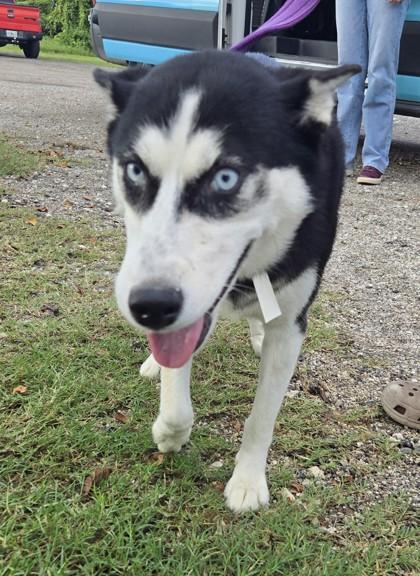 HANNAH, Adopted, Puppy Female Siberian Husky.