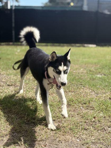 Enlarge HANNAH, a Adopted mixed breed in Fernandina Beach, FL image 3/3