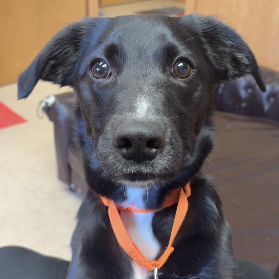 Enzo, adopted, Young Male Labrador Retriever & Pekingese.