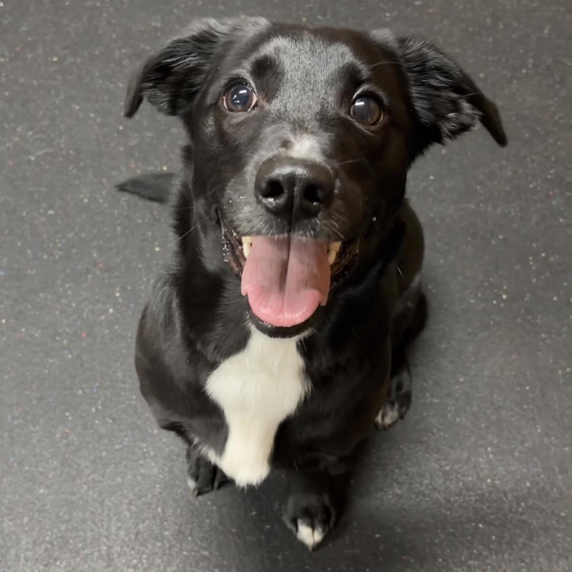 Enlarge Enzo, an adopted mixed breed in Valparaiso, IN image 2/2