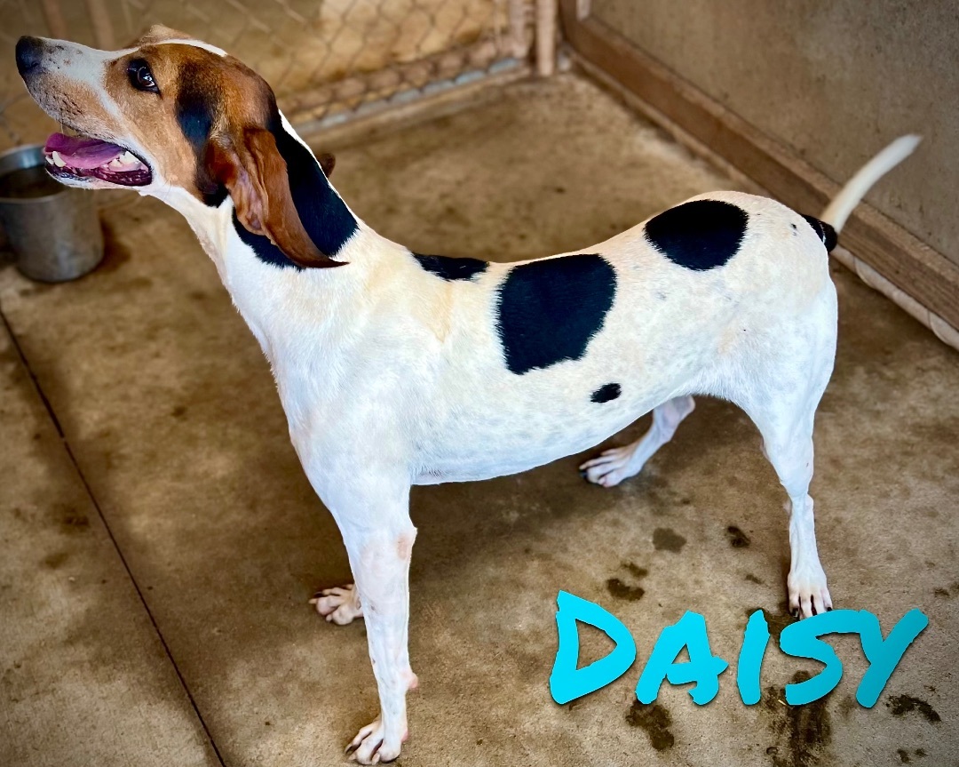 Enlarge Daisy, a Adoptable Foxhound in Hartwell, GA image 1/1